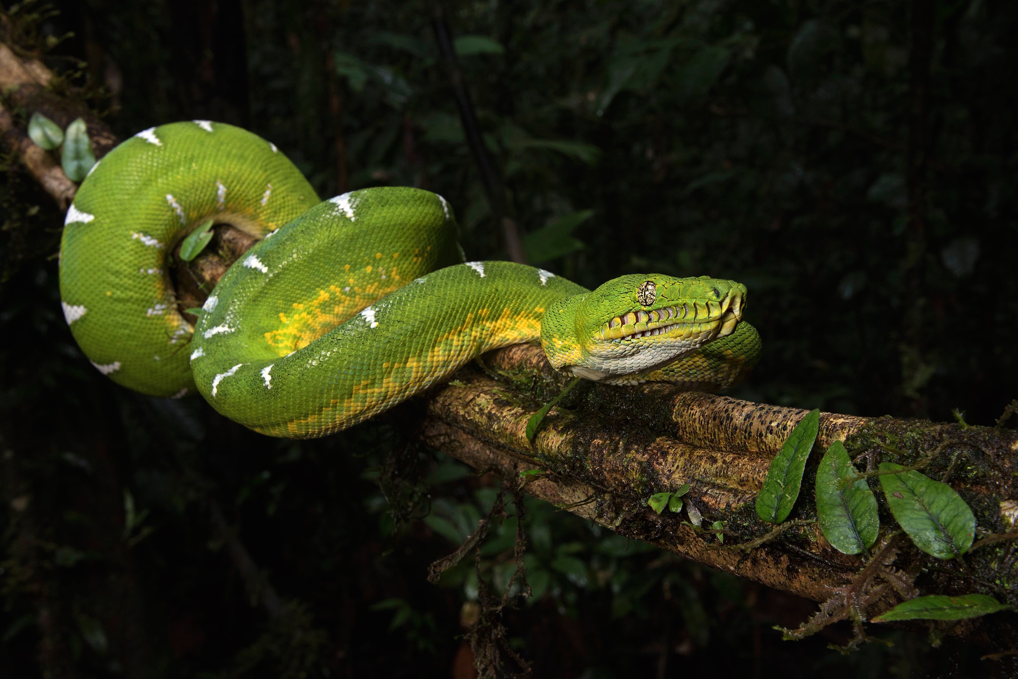emerald tree boa, animal, reptile, snake Full HD