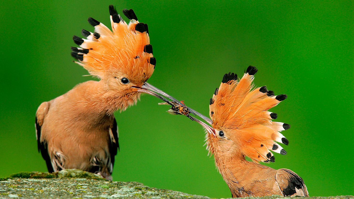 Животные фото птицы