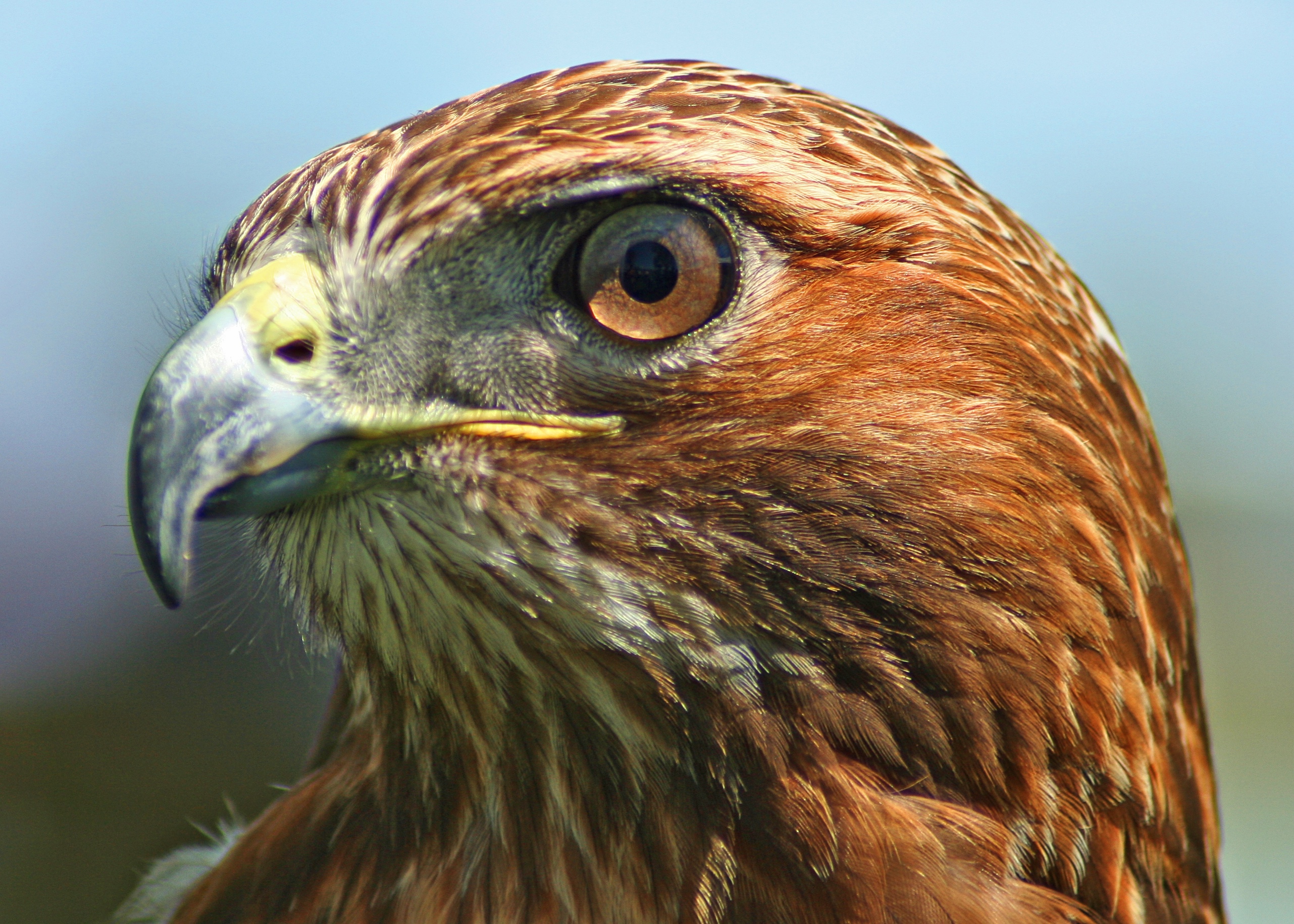 animal, red tailed hawk, close up, hawk, birds