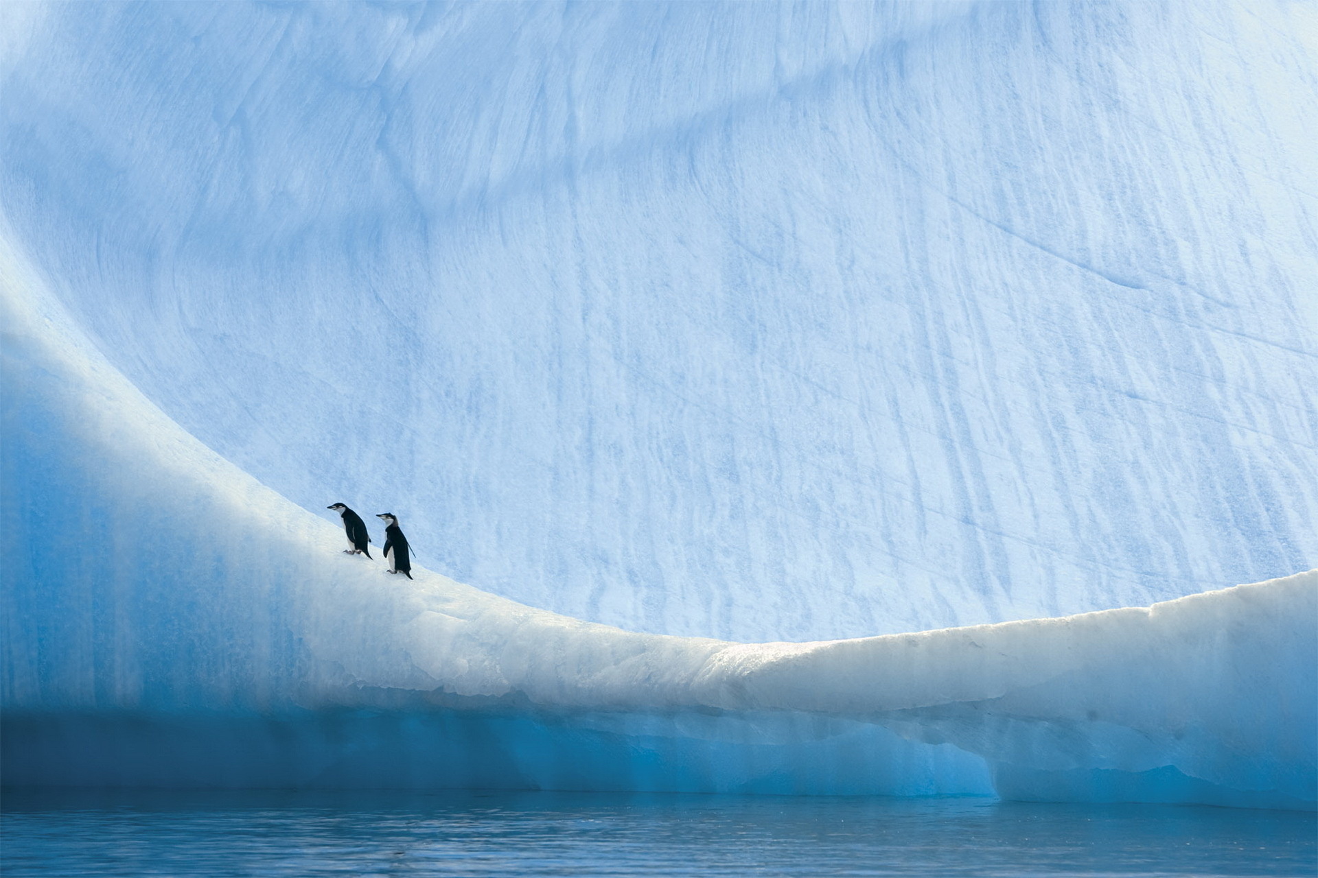 Die besten Antarktis-Hintergründe für den Telefonbildschirm