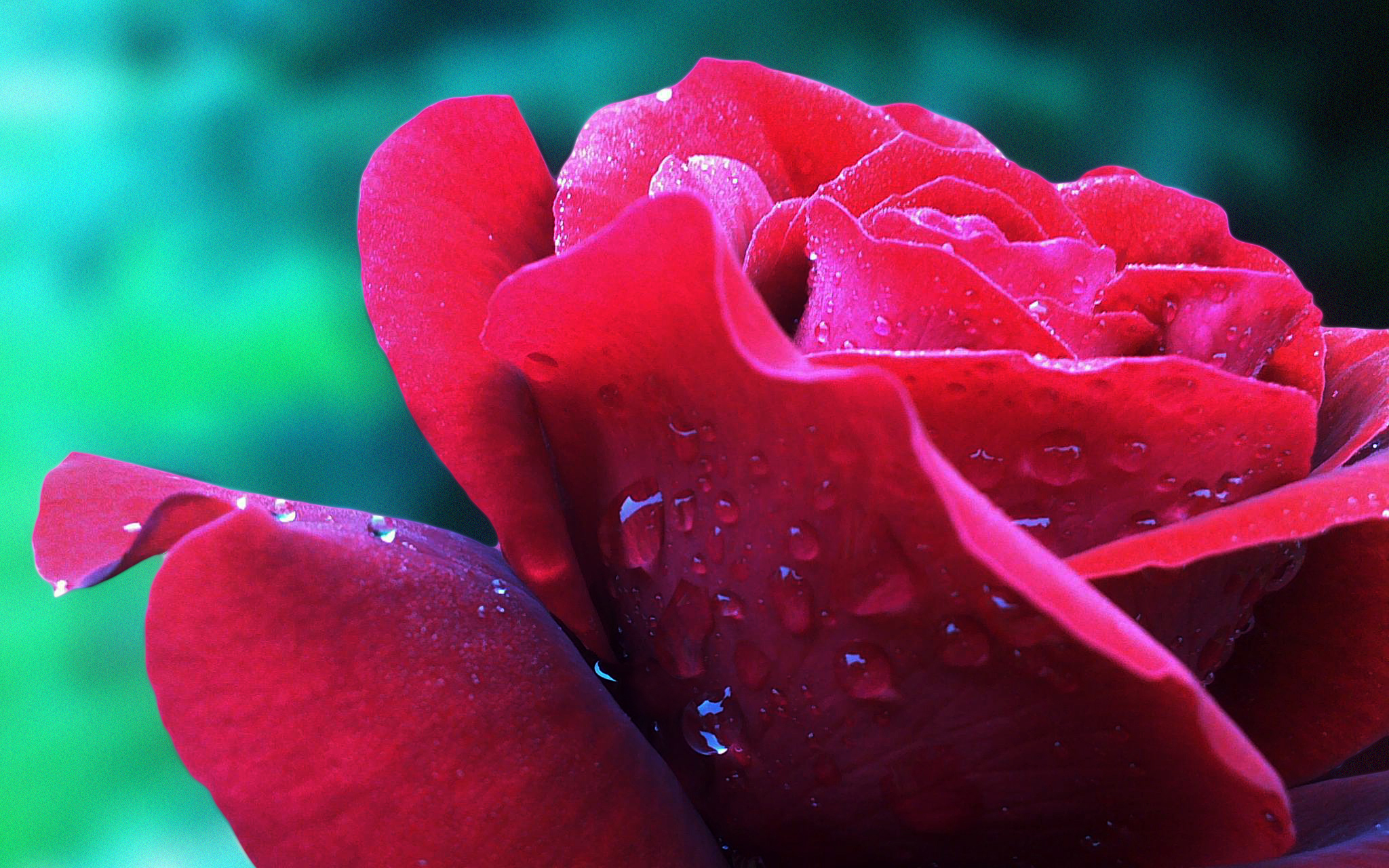 red flower, flowers, flower, earth, rose, red rose, water drop