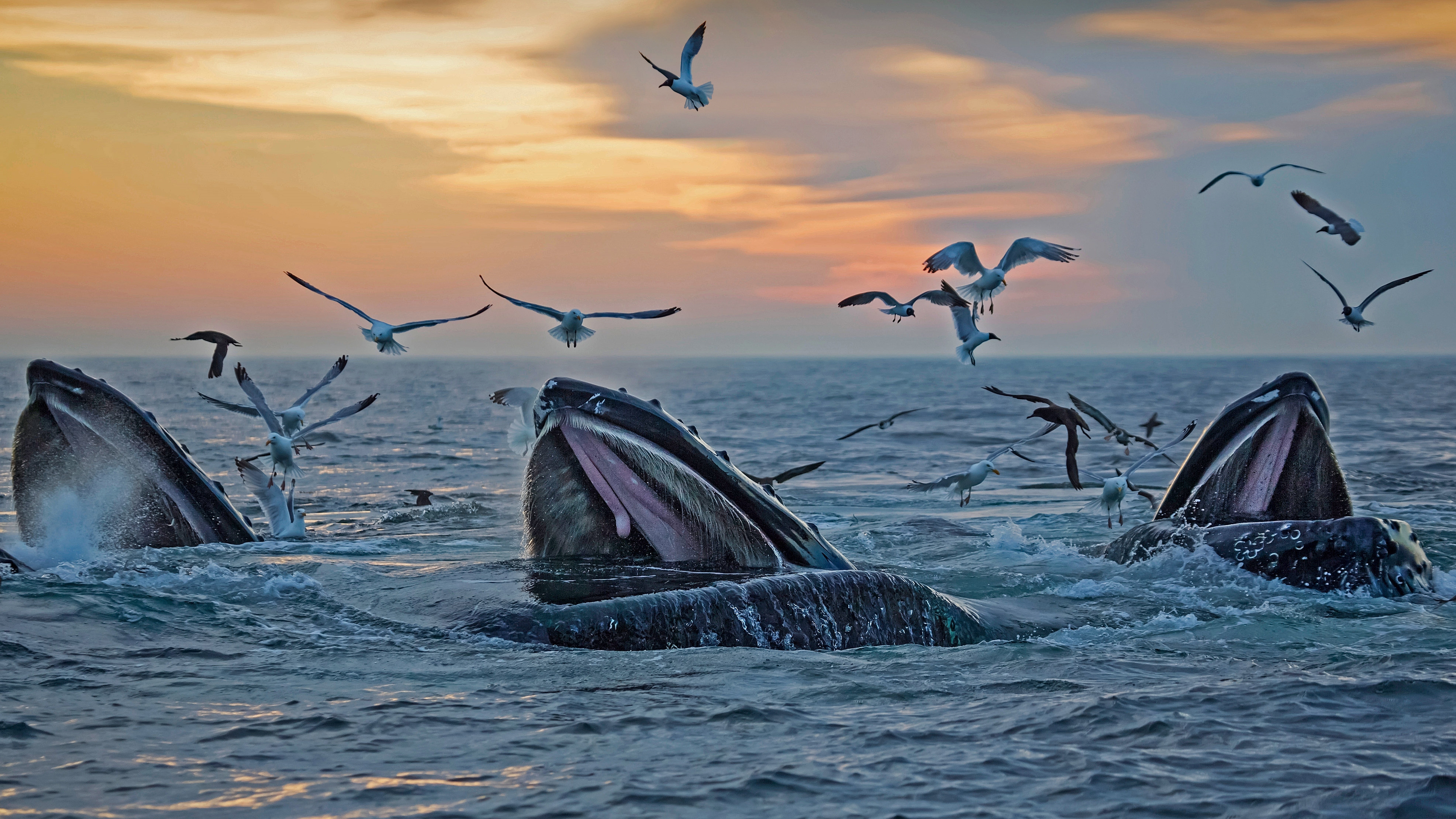 1039326 скачать обои животные, горбатый кит - заставки и картинки бесплатно