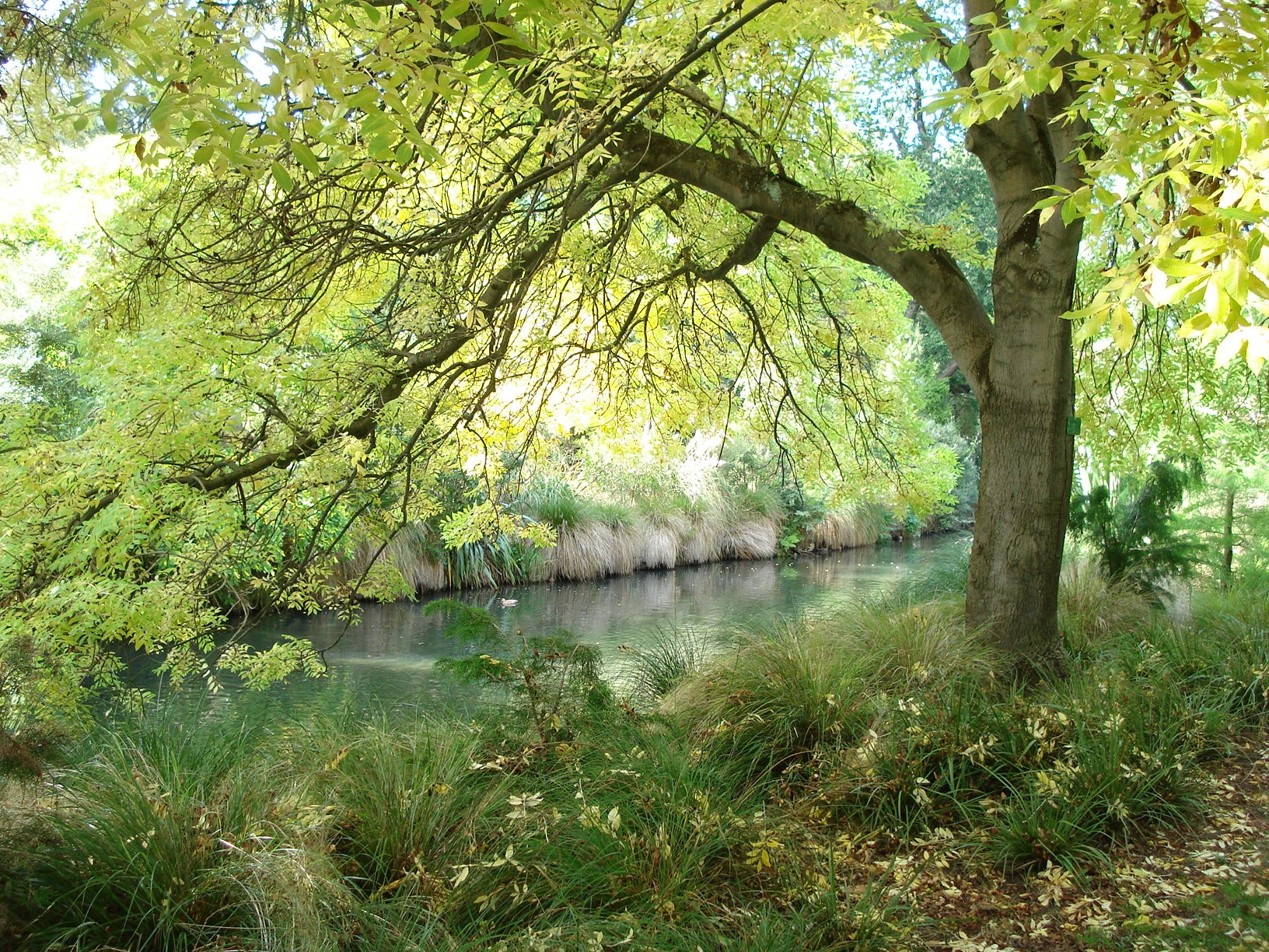 Laden Sie das Bäume, Fluss, Natur-Bild kostenlos auf Ihren PC-Desktop herunter