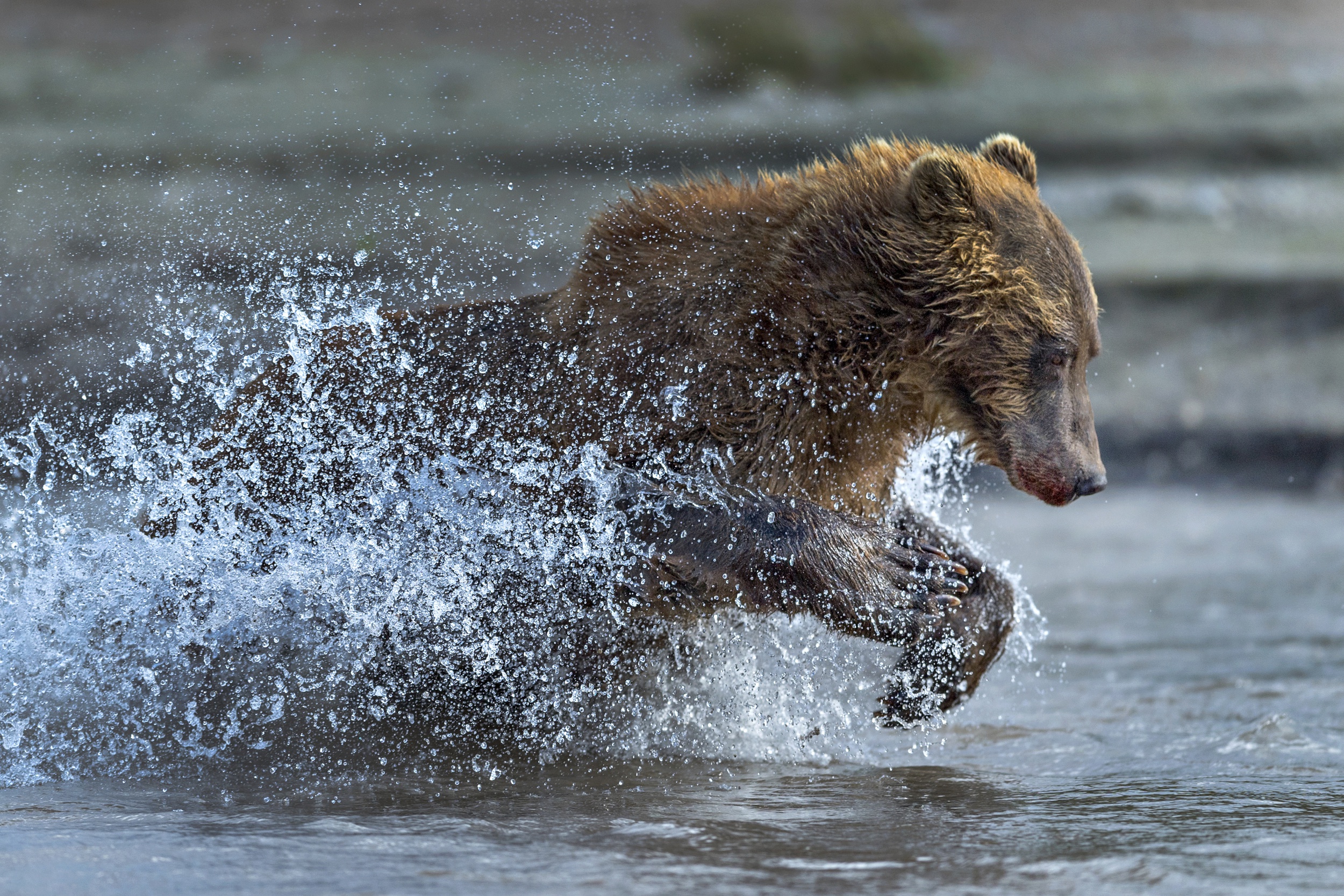 Скорость человека при беге от медведя. Медведь Гризли. Медведь бежит. Бурый медведь бежит. Бурый медведь в воде.