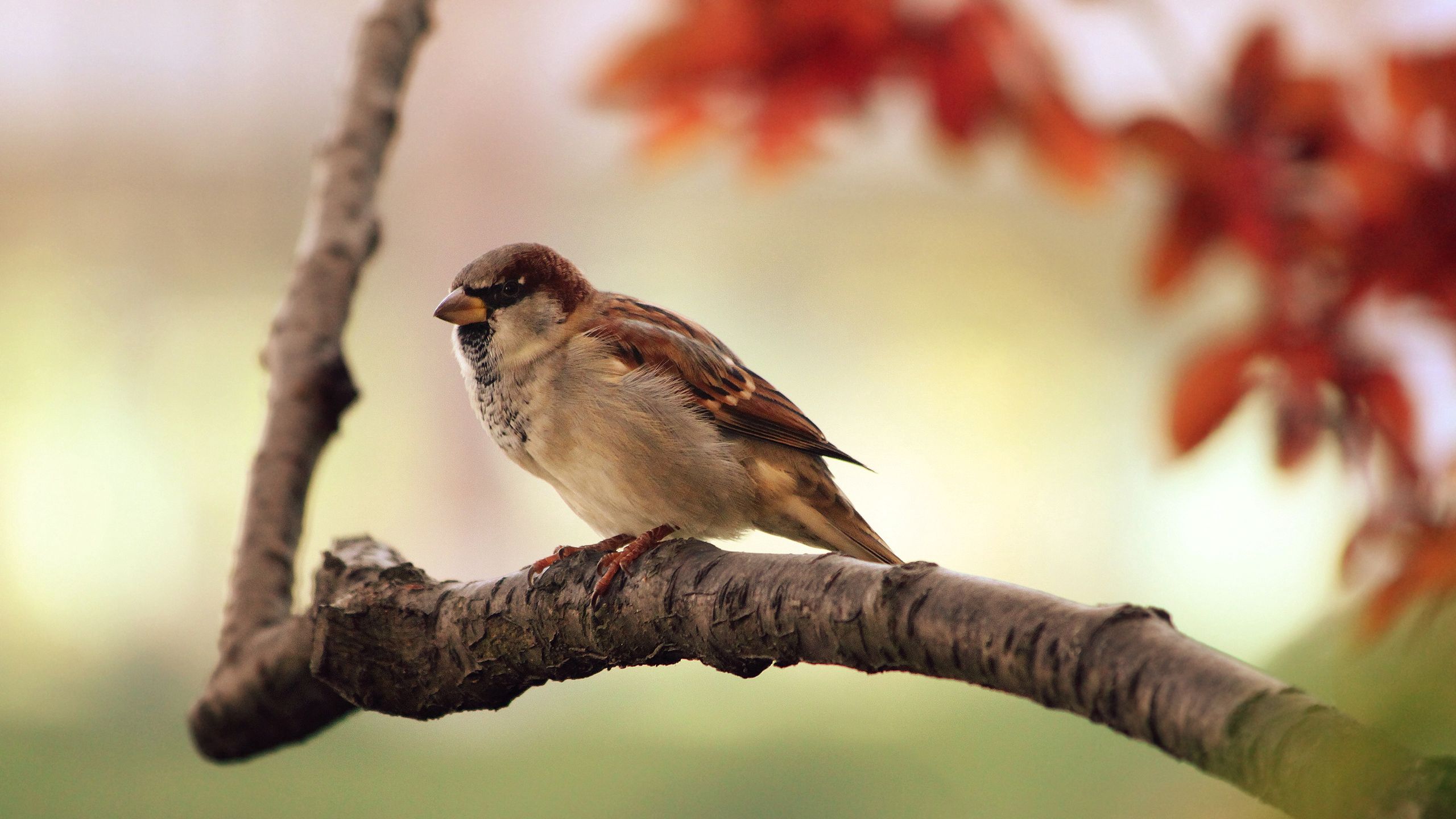 Download mobile wallpaper Wood, Branch, Animals, Tree, Leaves, Bird, Sparrow for free.