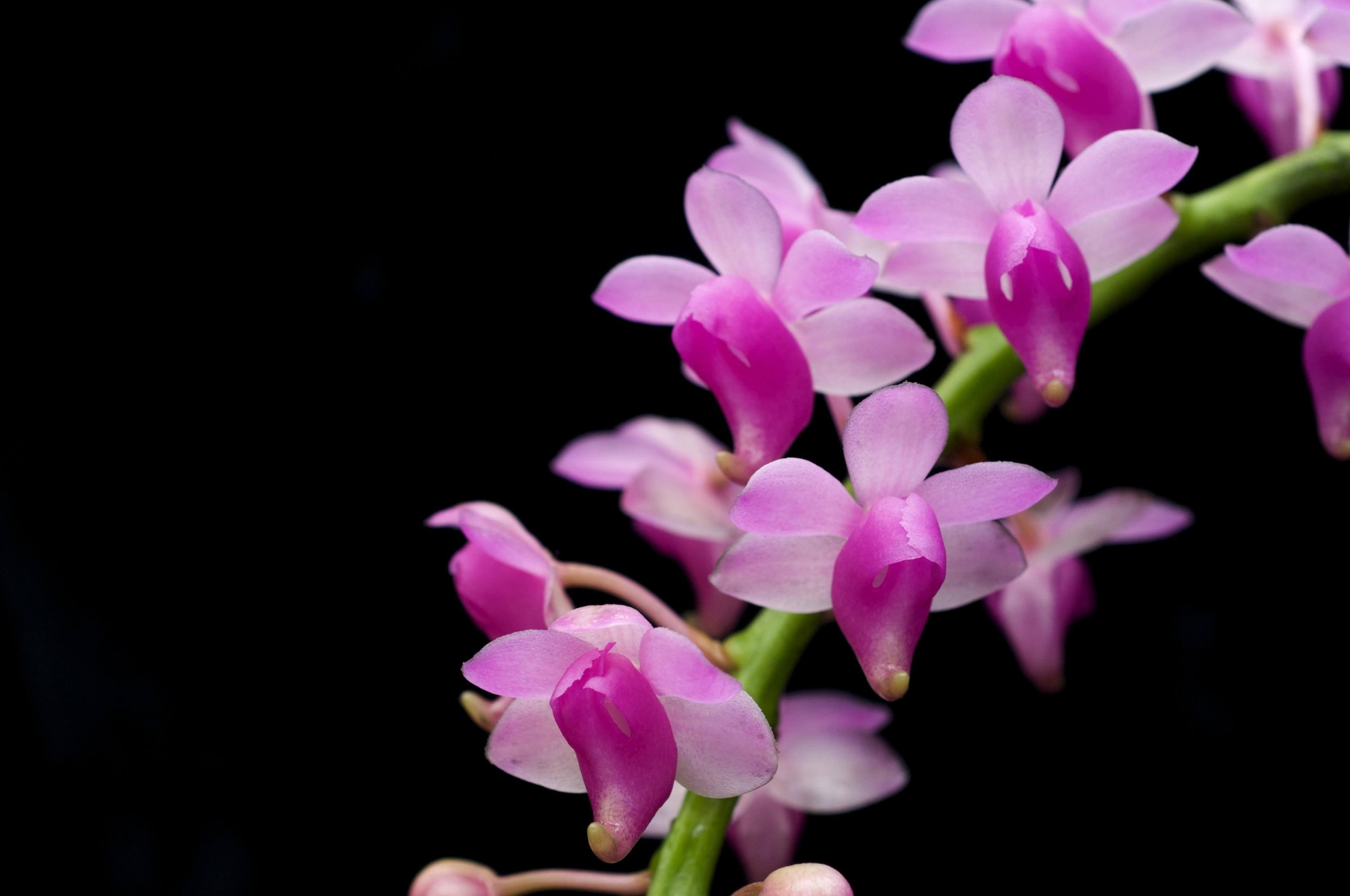 flowers, branch, black background, orchid, exotic, exotics
