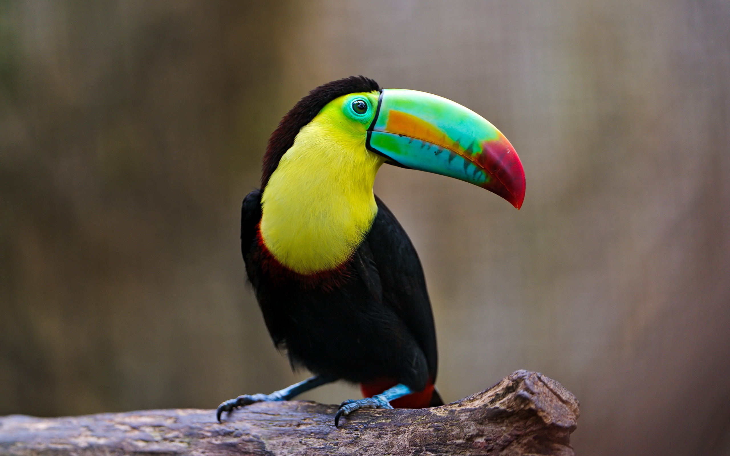 toucan, animal, bird, birds cellphone