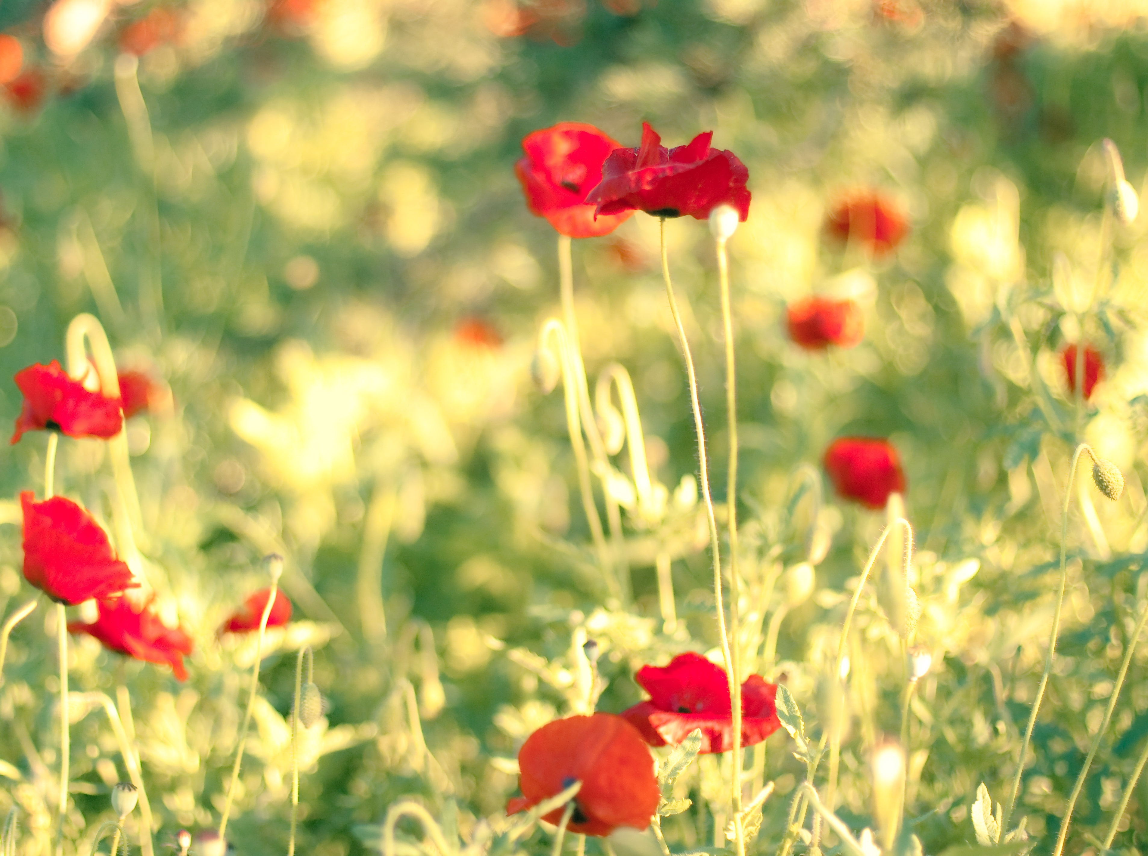 Download mobile wallpaper Field, Smooth, Summer, Flowers, Blur, Poppies for free.
