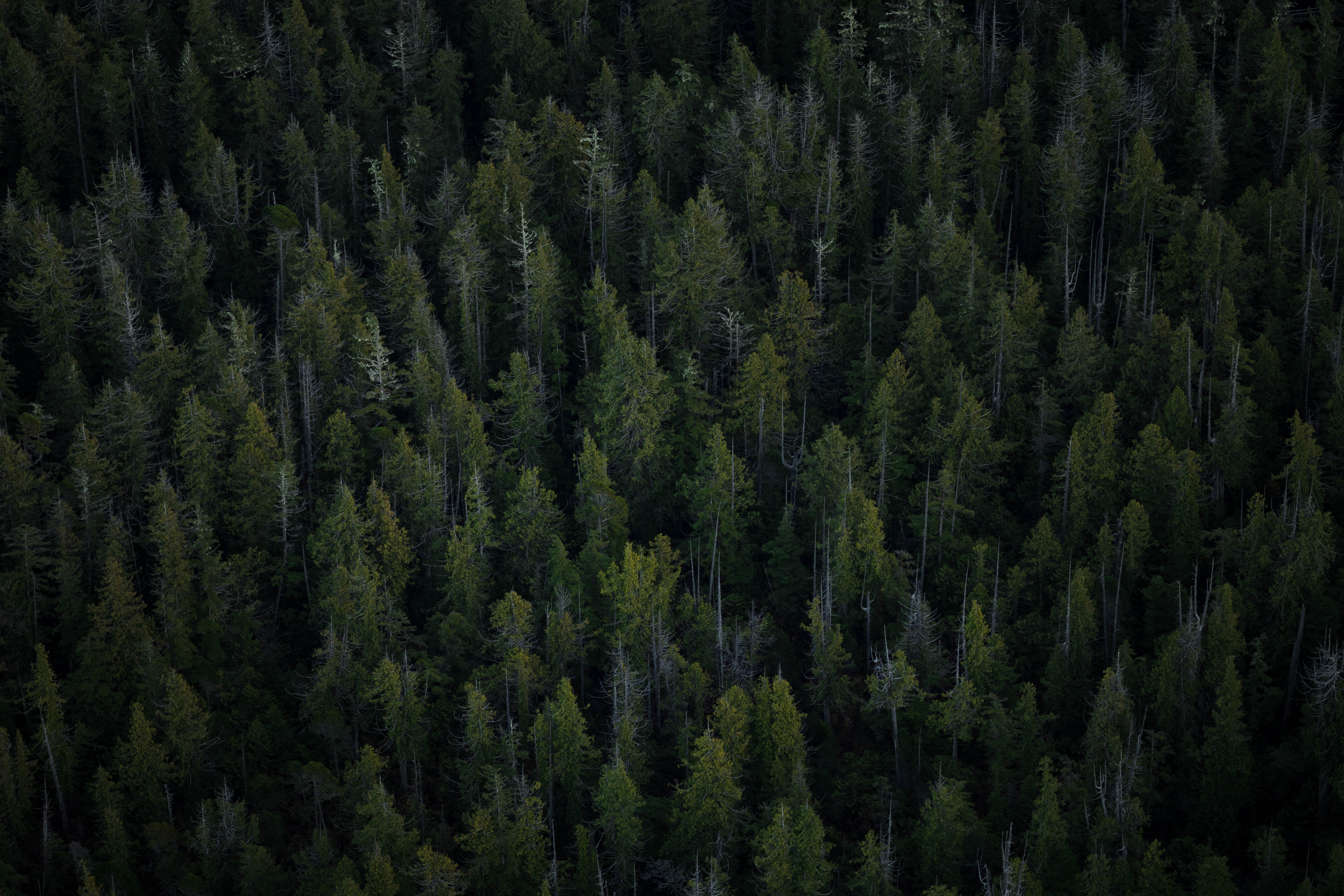 Descarga gratuita de fondo de pantalla para móvil de Bosque, Naturaleza, Árboles, Vista Desde Arriba.