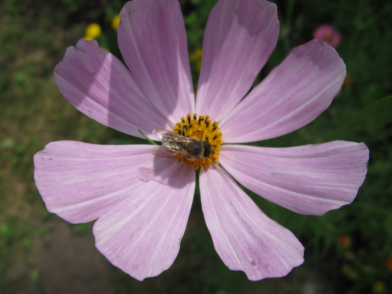 flowers, insects, bees, violet