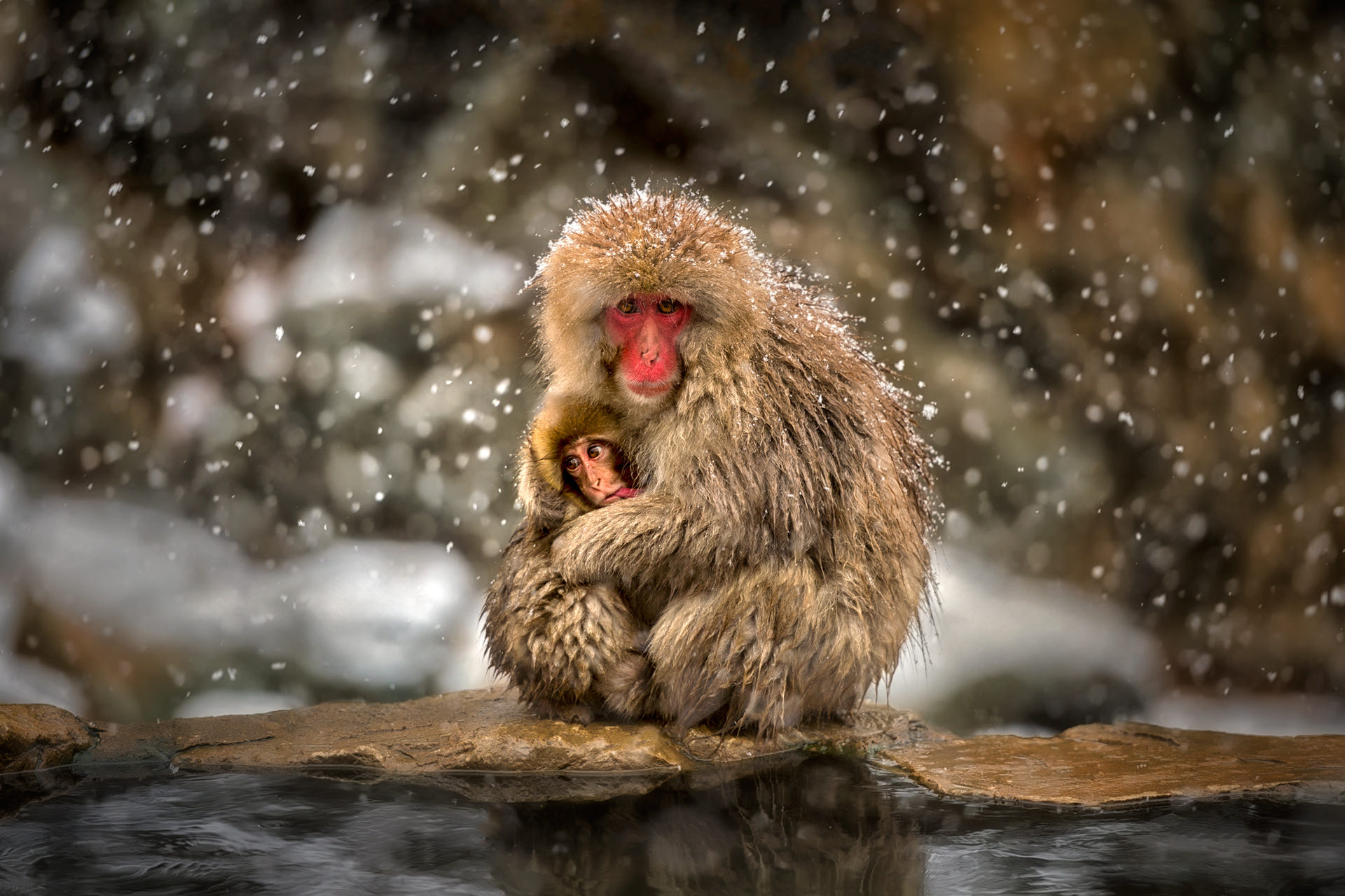 animal, japanese macaque, baby animal, cute, hug, love, macaque, primate, snowfall, monkeys 1080p