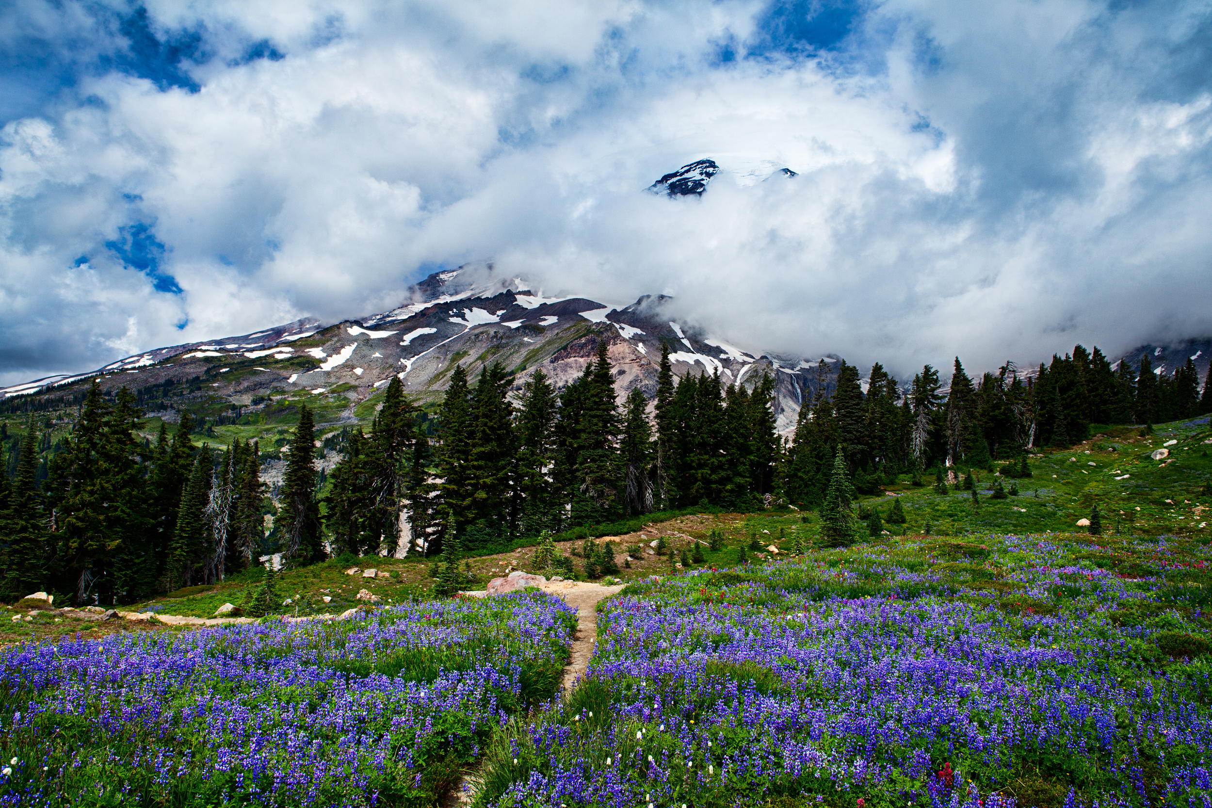 386995壁紙のダウンロード地球, レーニア山, 花, 風景, 山, 自然, 紫色の花, ワイルドフラワー, 山岳-スクリーンセーバーと写真を無料で