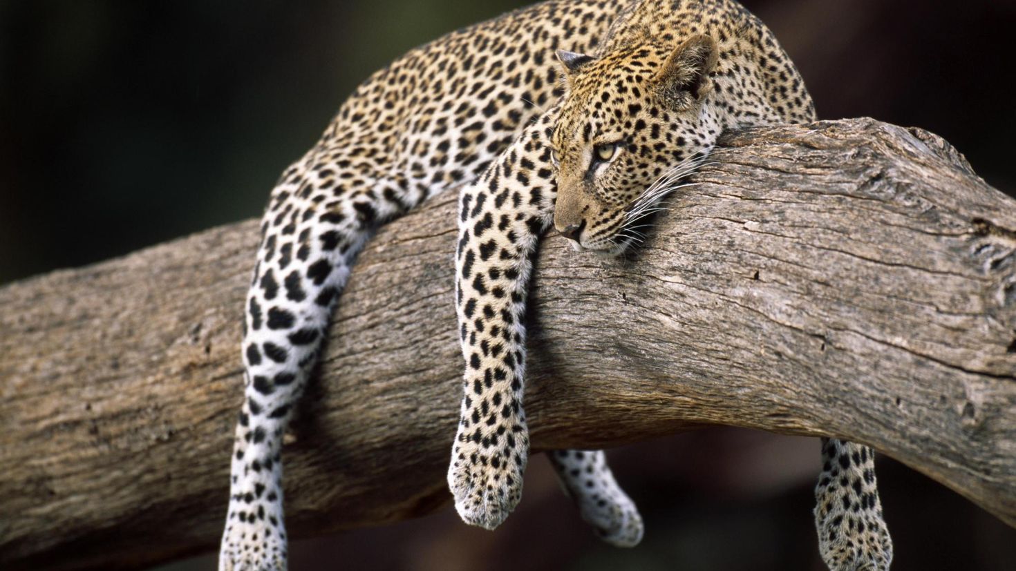 Пангалия леопард