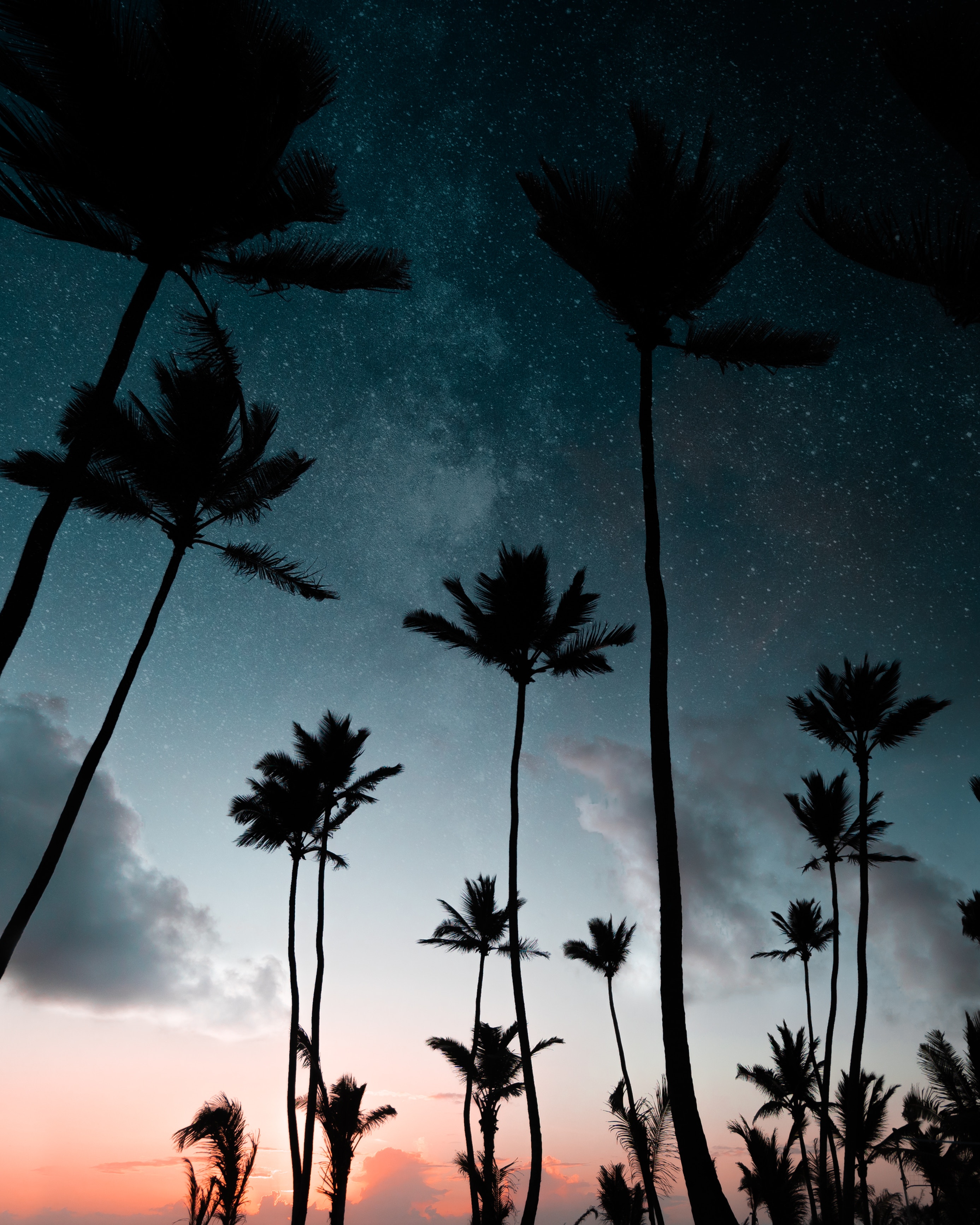 97578 Hintergrundbild herunterladen silhouetten, natur, übernachtung, palms, dunkel, sternenhimmel - Bildschirmschoner und Bilder kostenlos
