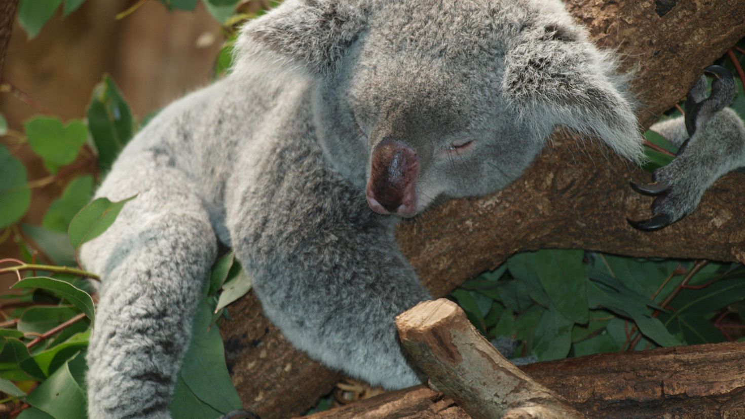 Сколько спят коалы