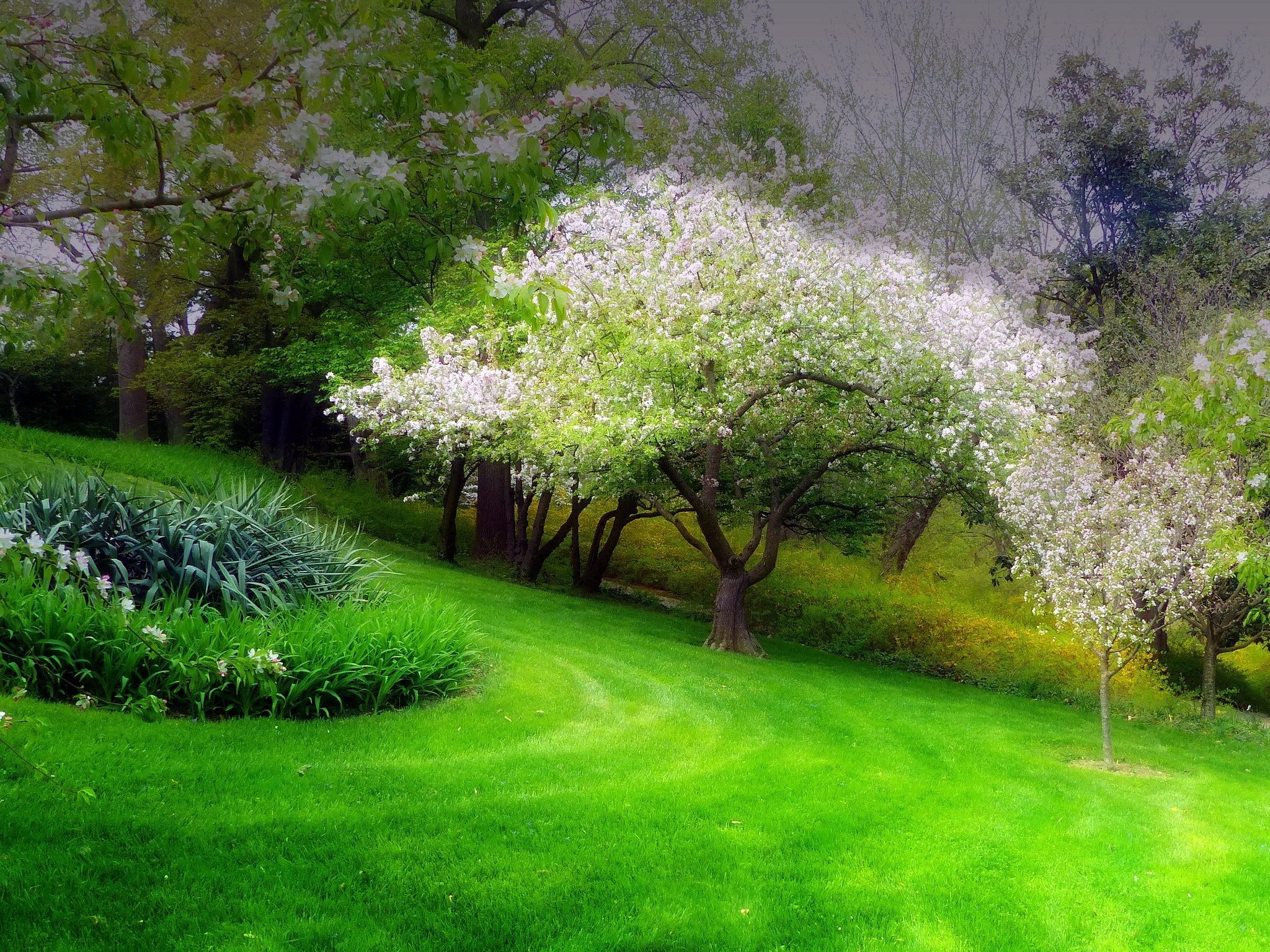 Download mobile wallpaper Flower, Park, Tree, Earth, Spring, Blossom for free.