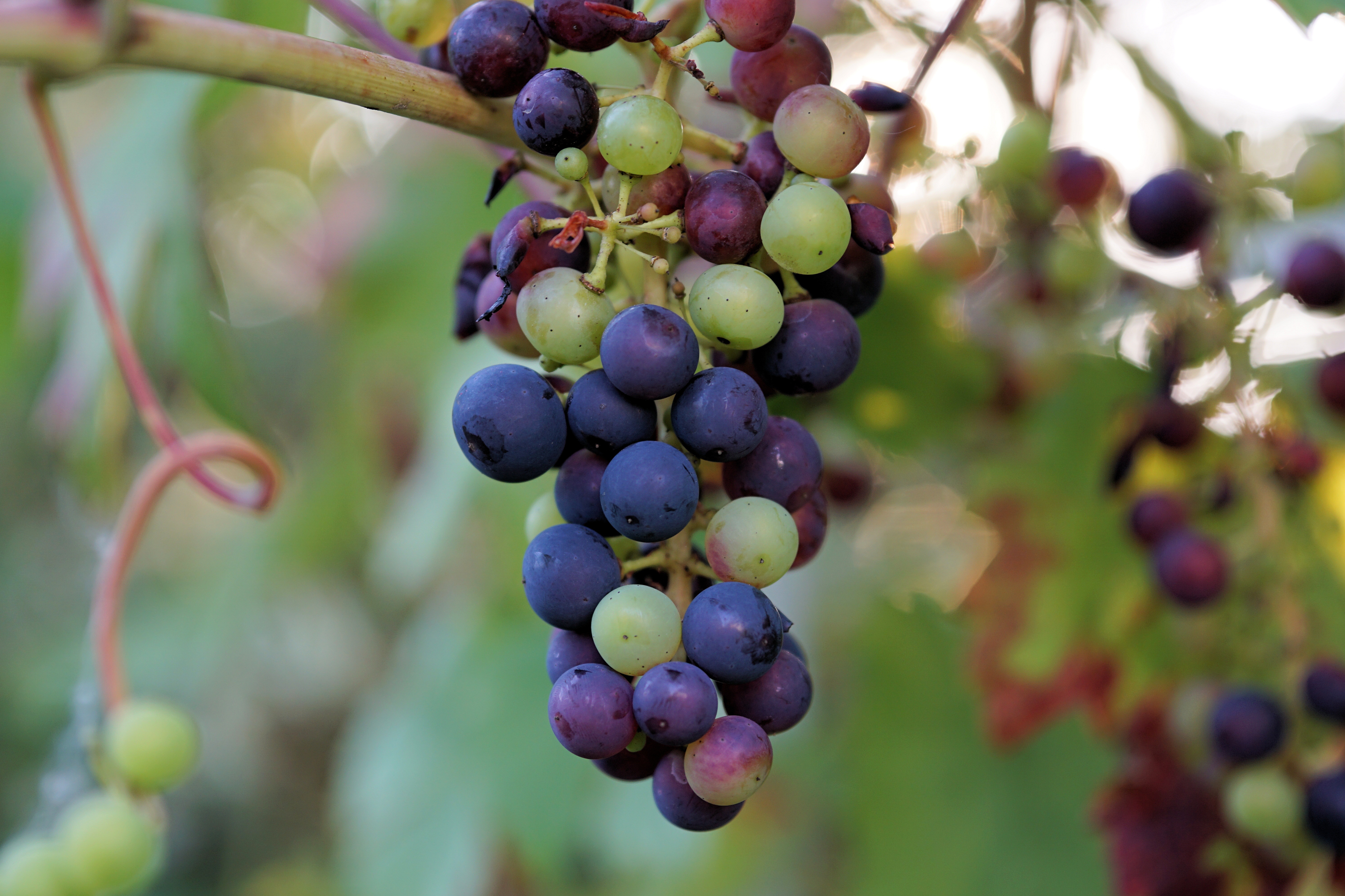 berries, grapes, food, vine, branch mobile wallpaper