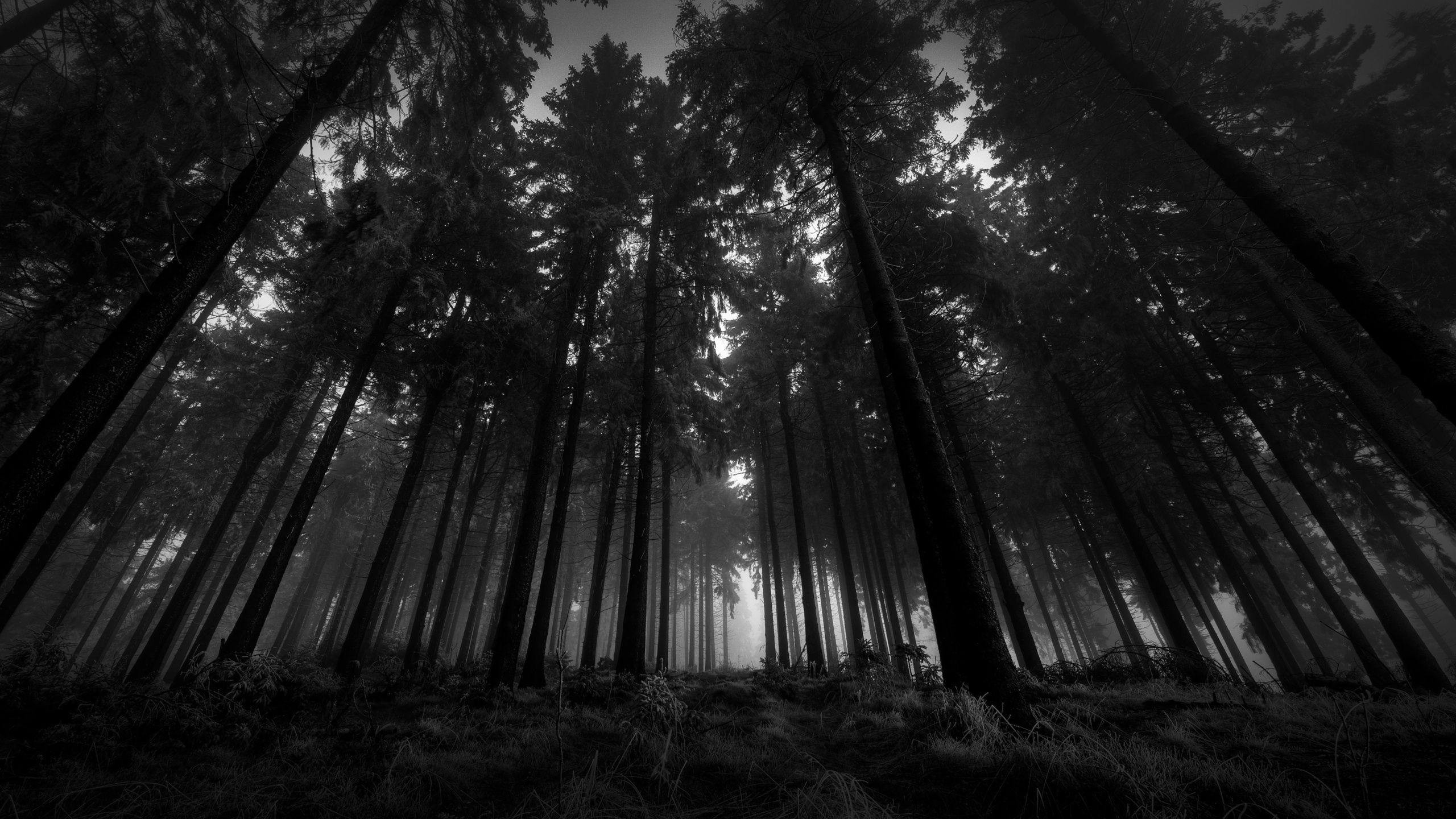 153939 descargar fondo de pantalla negro, oscuro, blanco y negro, bosque, árboles, niebla, corona, silencio, sombrío, en blanco y negro, coronas, desde abajo: protectores de pantalla e imágenes gratis