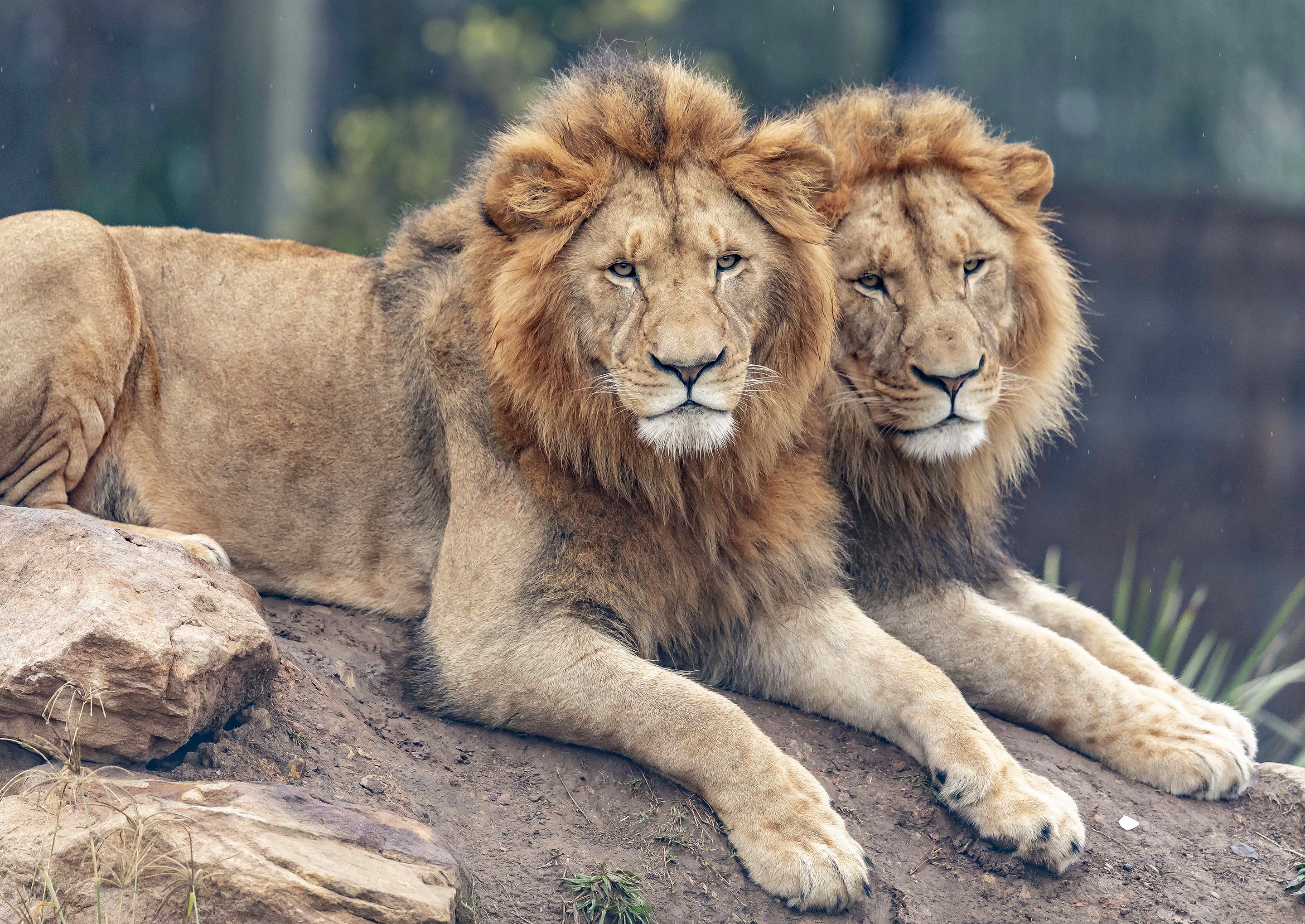 Два Льва