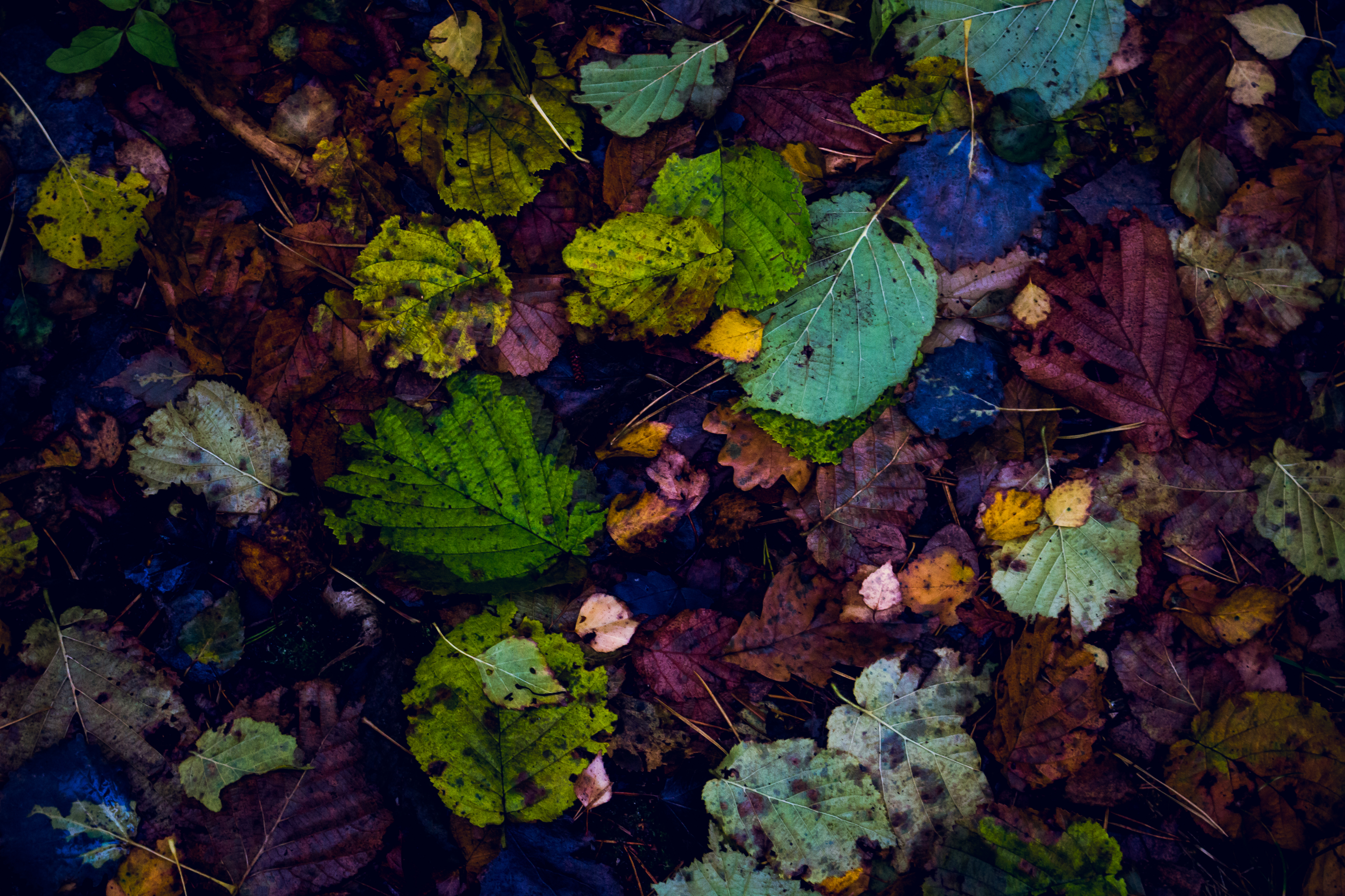 Laden Sie das Natur, Blätter, Trocken, Gefallen, Herbst-Bild kostenlos auf Ihren PC-Desktop herunter
