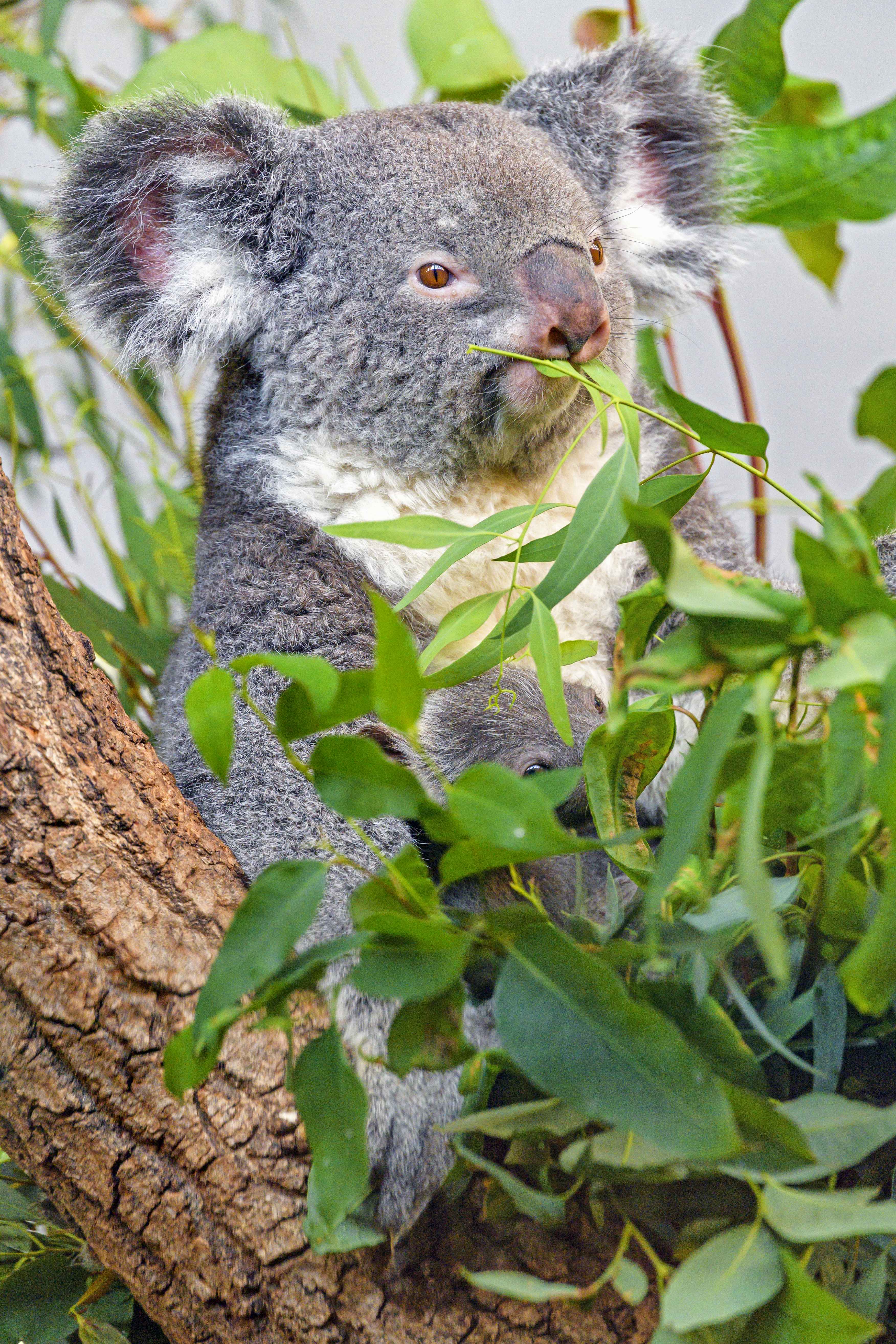 Los mejores fondos de pantalla de Koala para la pantalla del teléfono