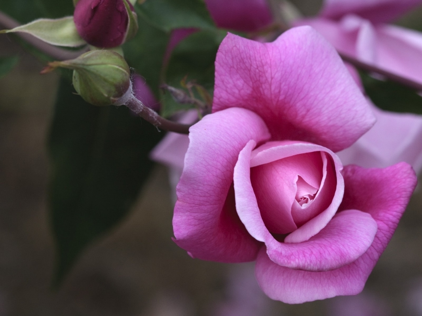 Descarga gratuita de fondo de pantalla para móvil de Flores, Plantas, Roses, Violeta.