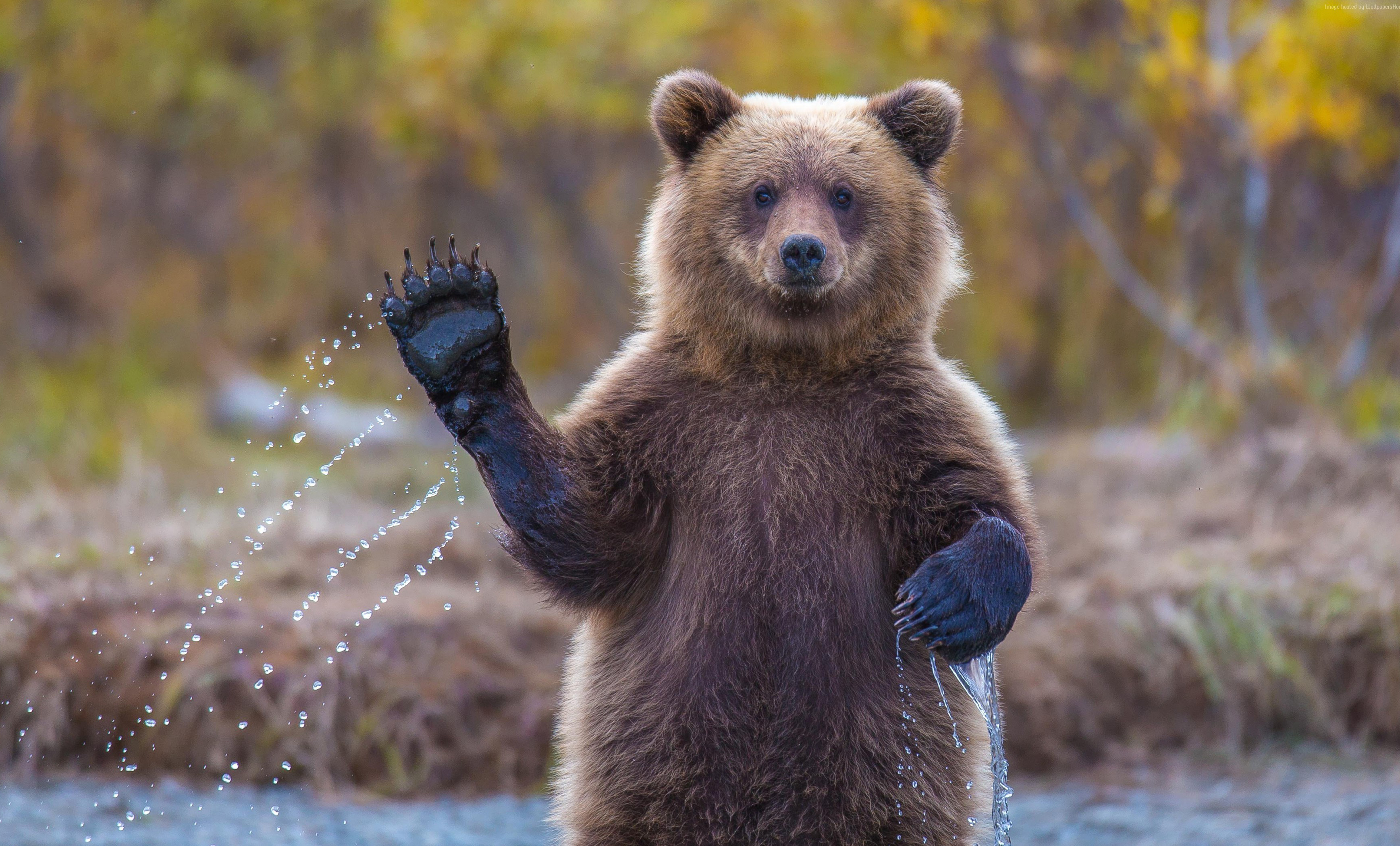 Медведь Гризли машет лапой