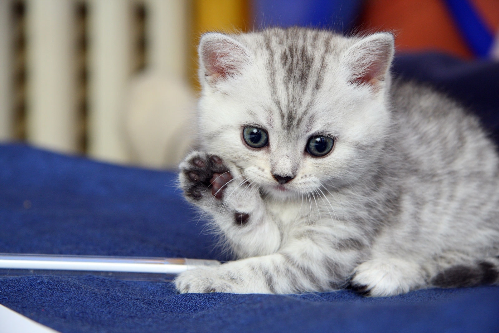 striped, white, animals, kitty, kitten, grey Smartphone Background