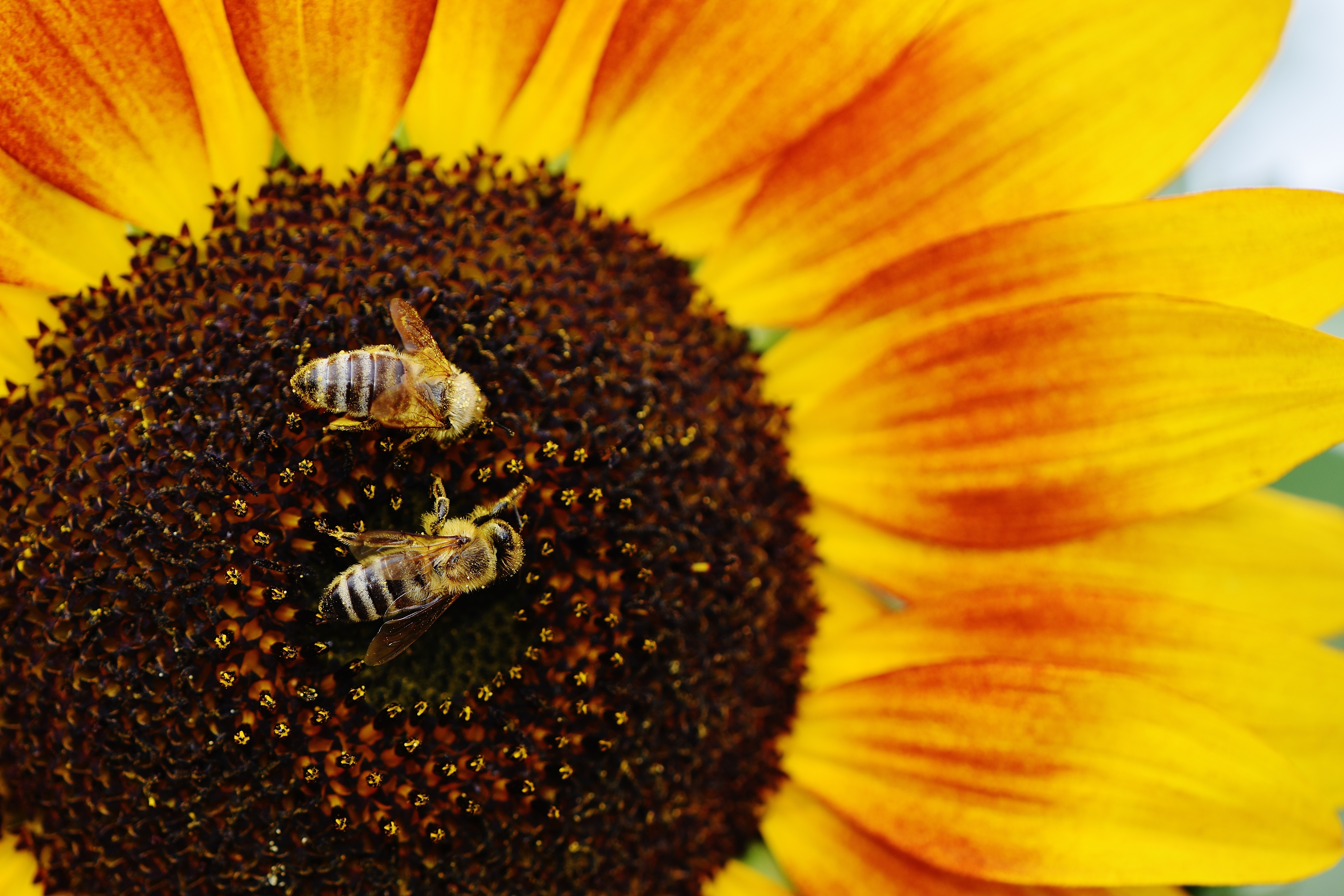 Популярні заставки і фони Бджоли на комп'ютер