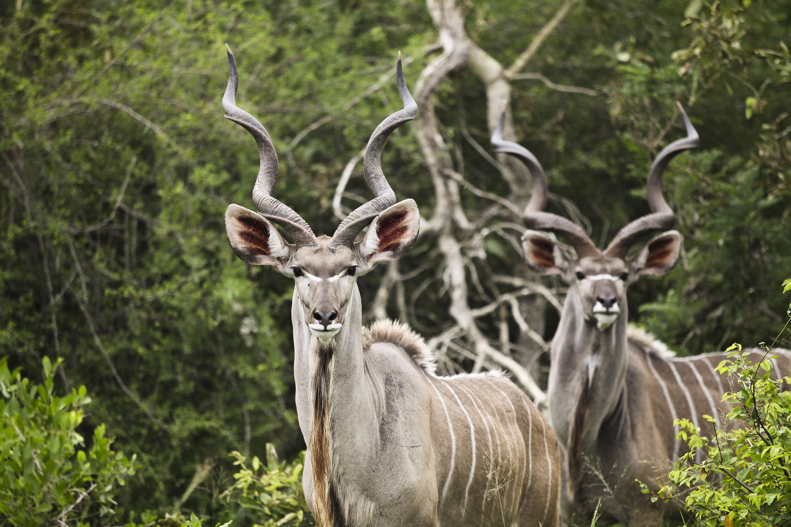 Handy-Wallpaper Tiere, Antilope, Kudu, Hörner kostenlos herunterladen.