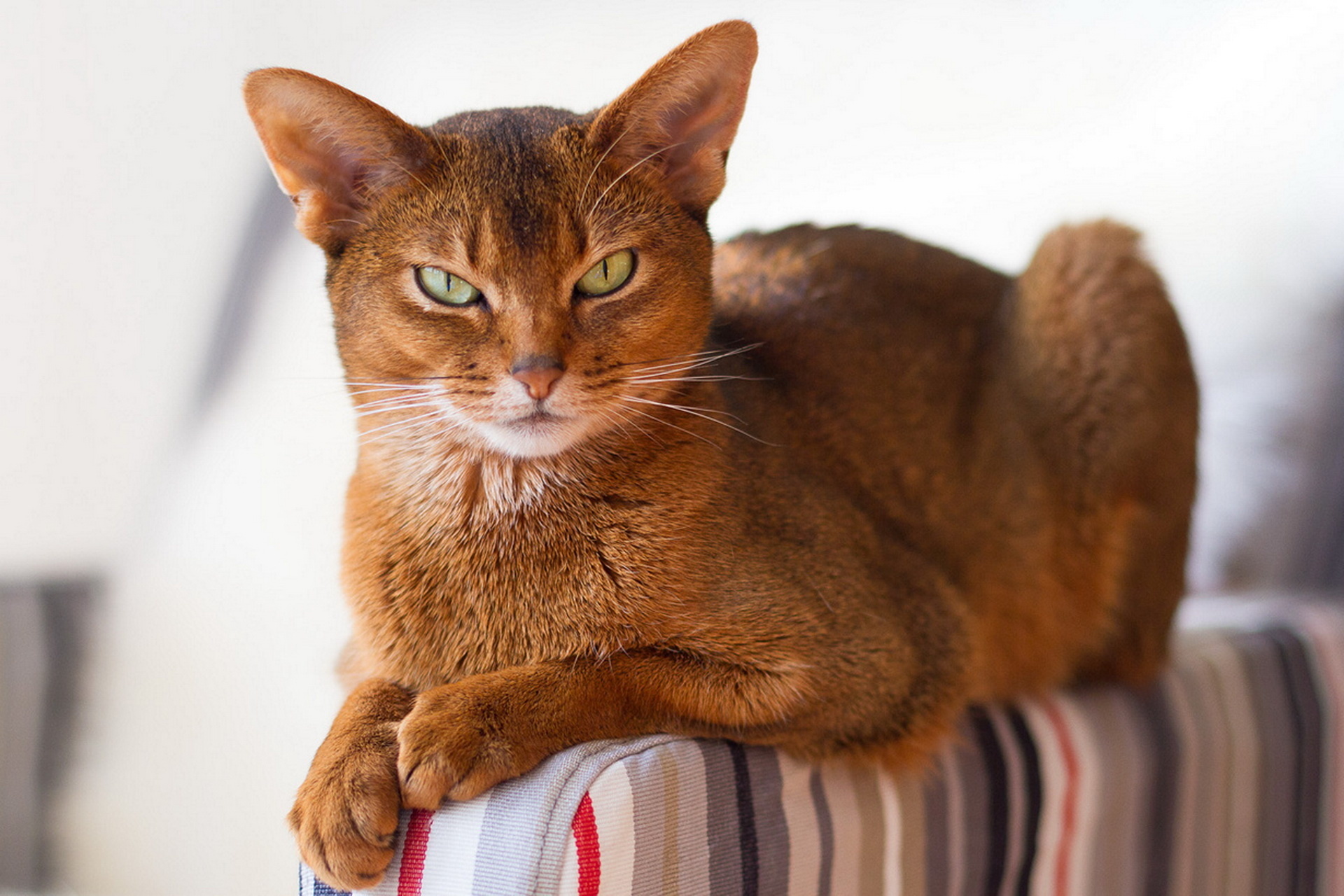 Абиссинская кошка рыжего окраса