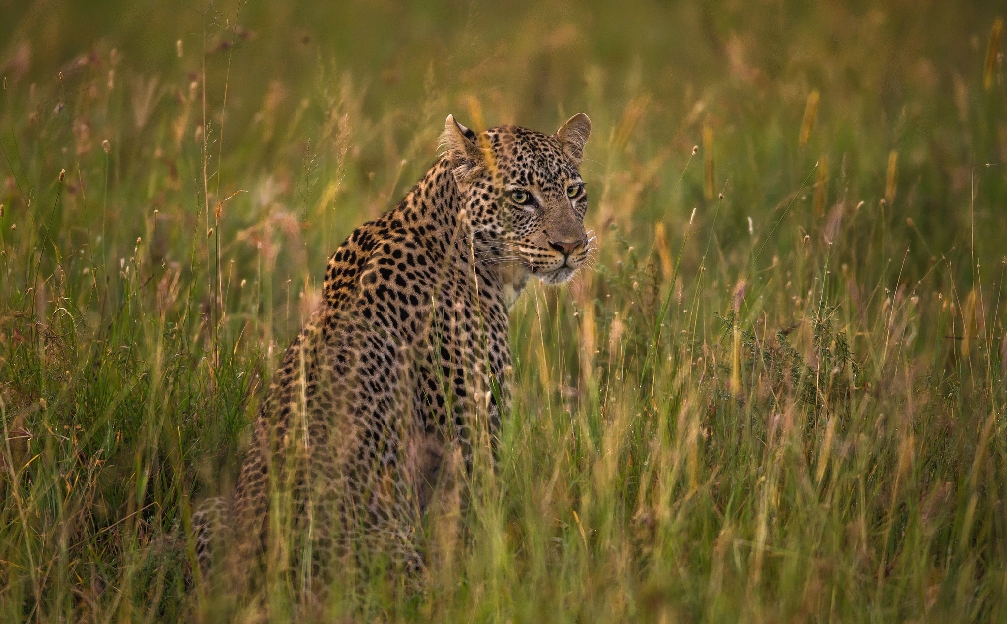 344713 descargar imagen animales, leopardo, hierba, sabana, gatos: fondos de pantalla y protectores de pantalla gratis