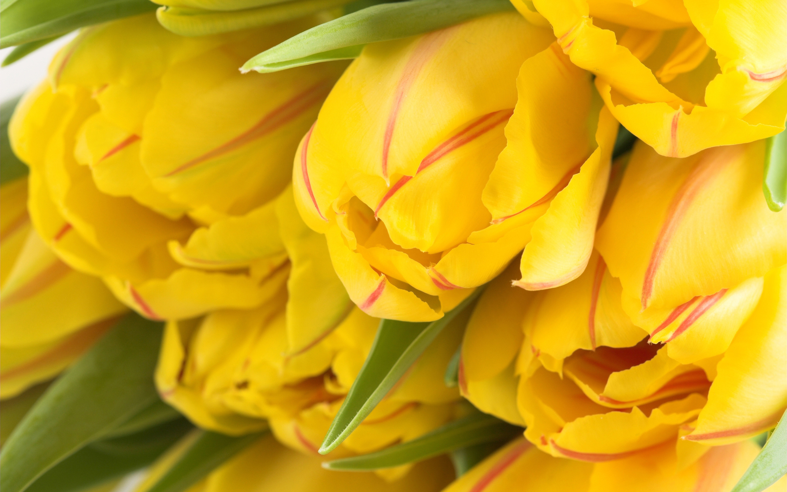 желтый тюльпан фото цветов