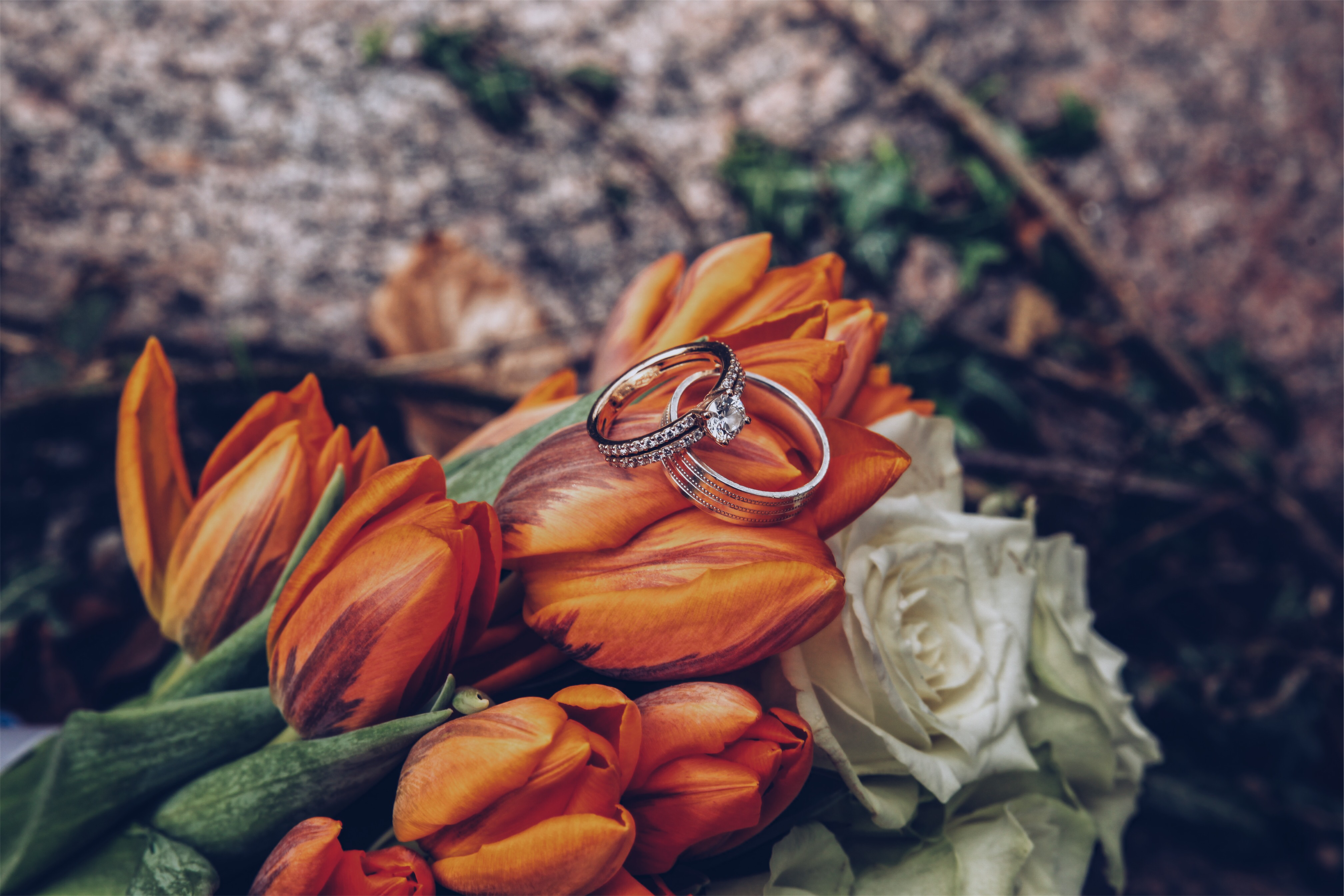 romance, wedding, rings, tulips, holidays, flowers