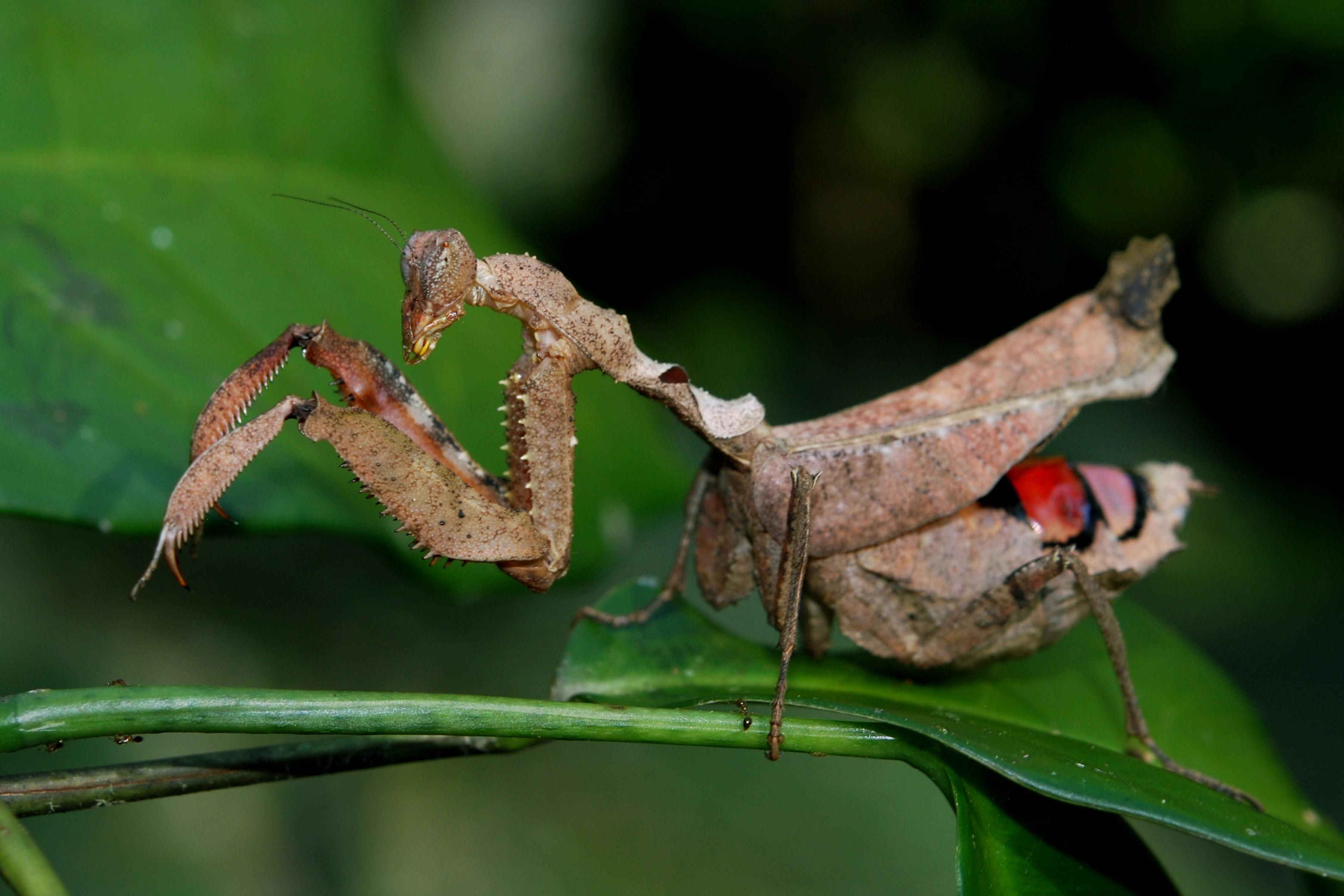 animal, praying mantis, insects UHD