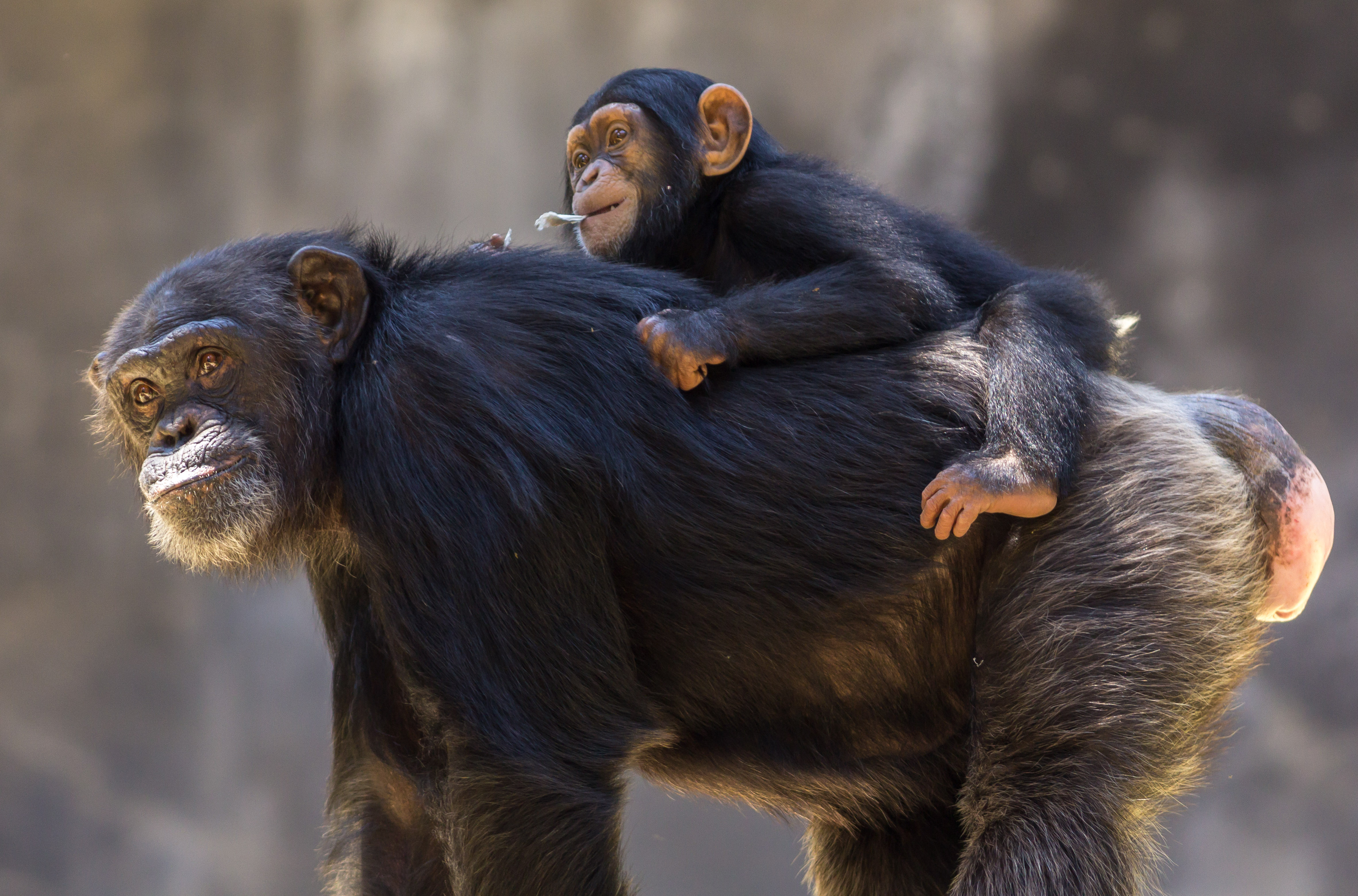 animal, chimpanzee, baby animal, love, monkey, primate, monkeys 32K