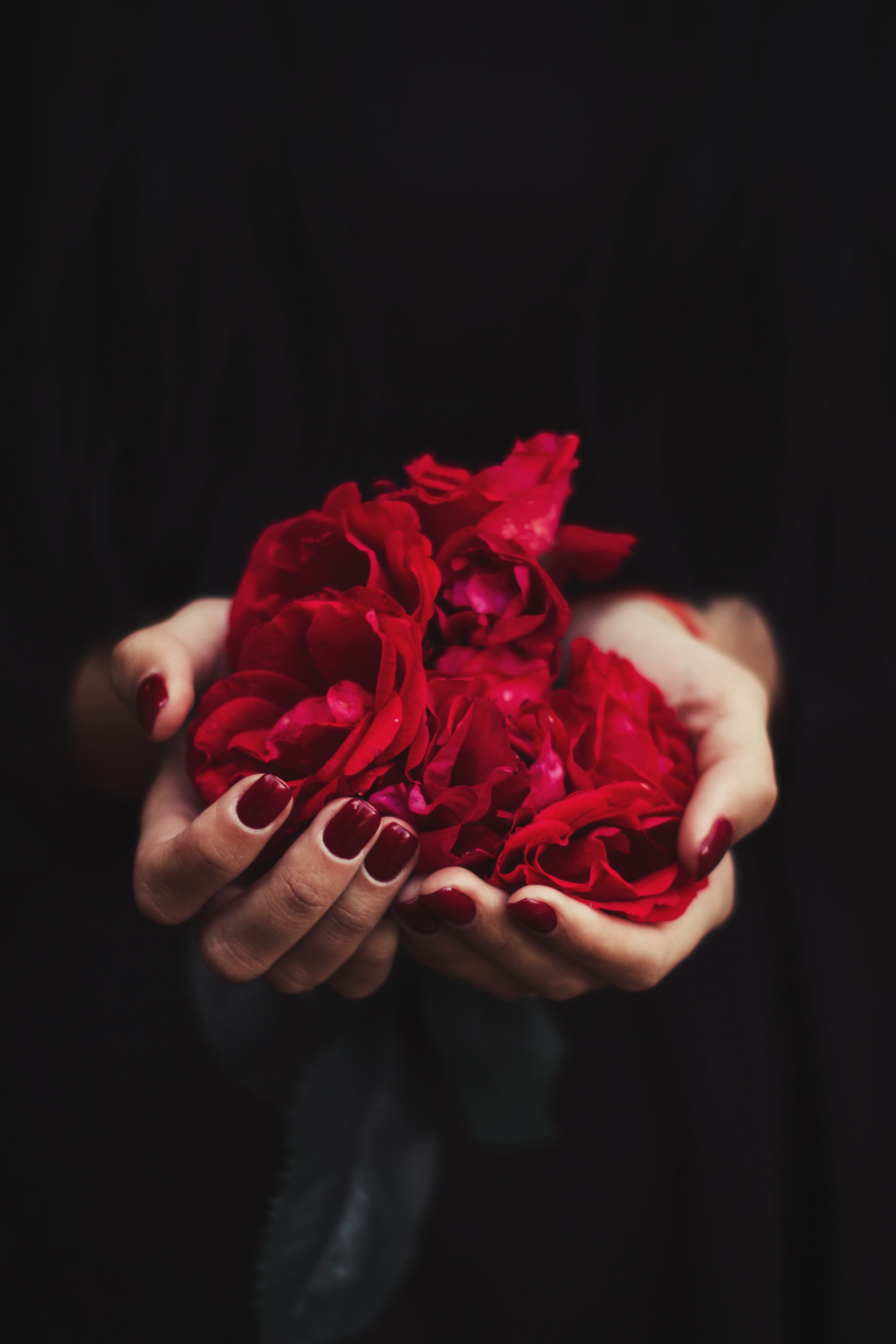 petals, miscellaneous, hands, red, miscellanea, rose flower, rose, manicure iphone wallpaper