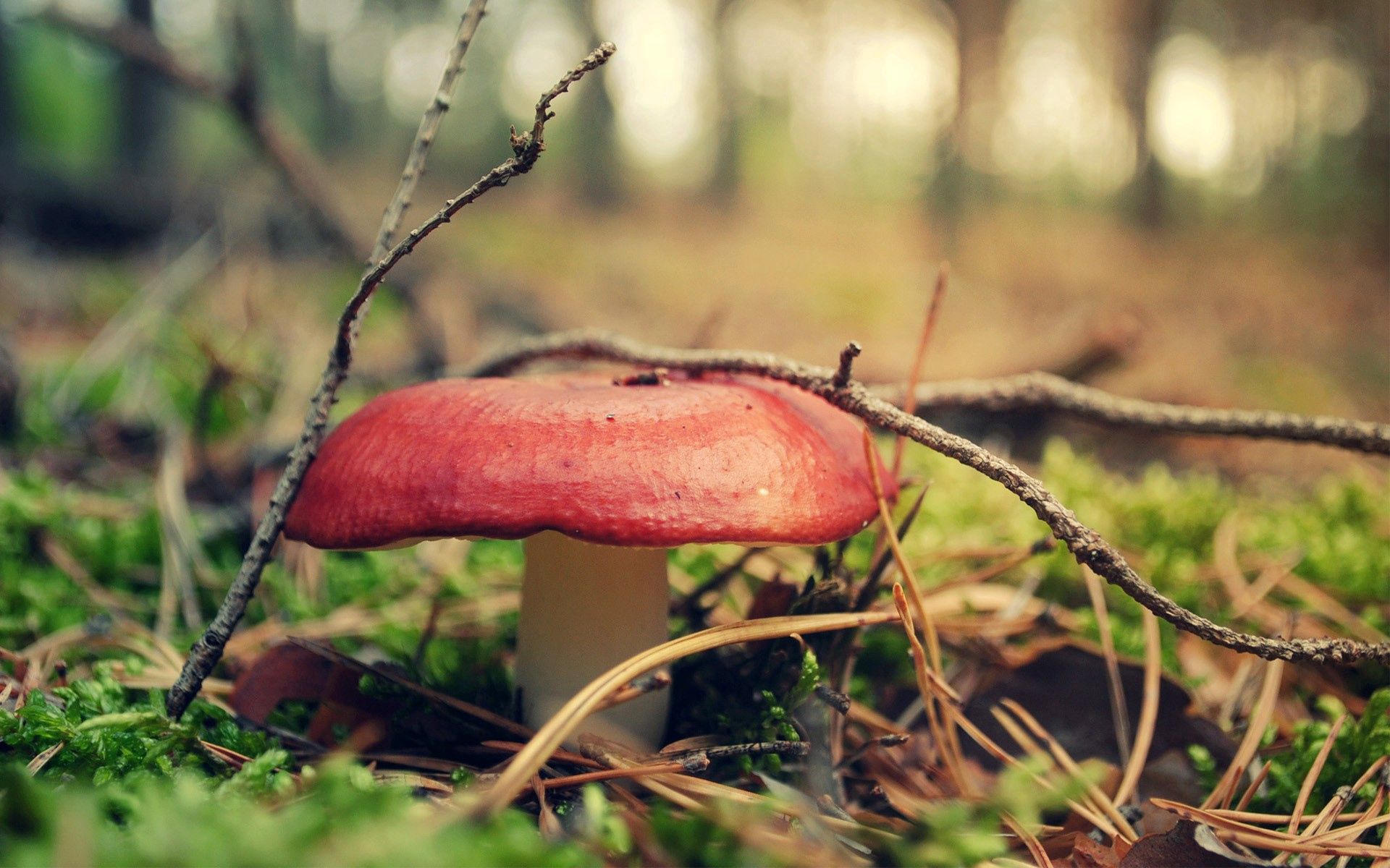 mushroom, grass, miscellanea, miscellaneous, forest