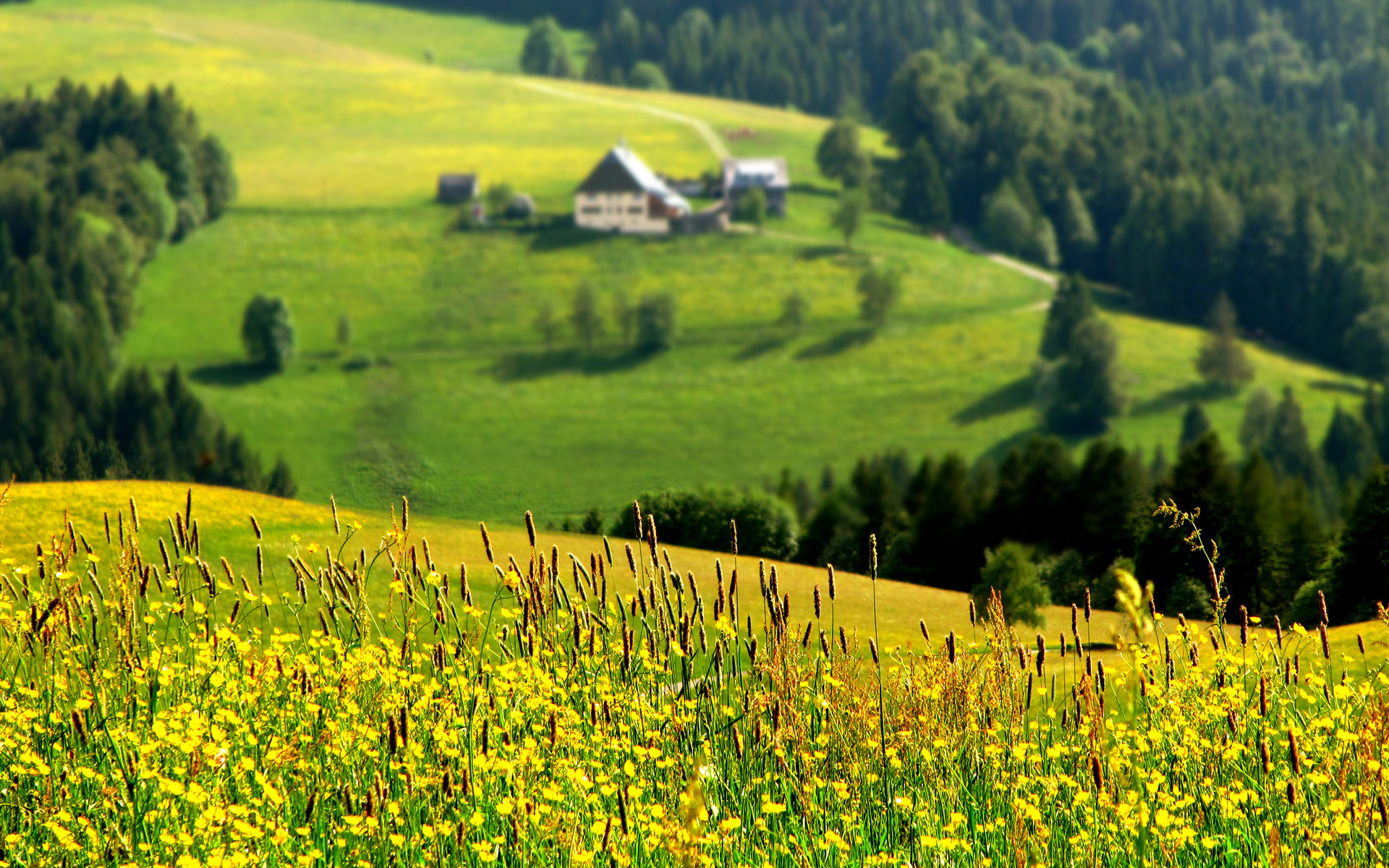 landscape, fields, green HD for desktop 1080p