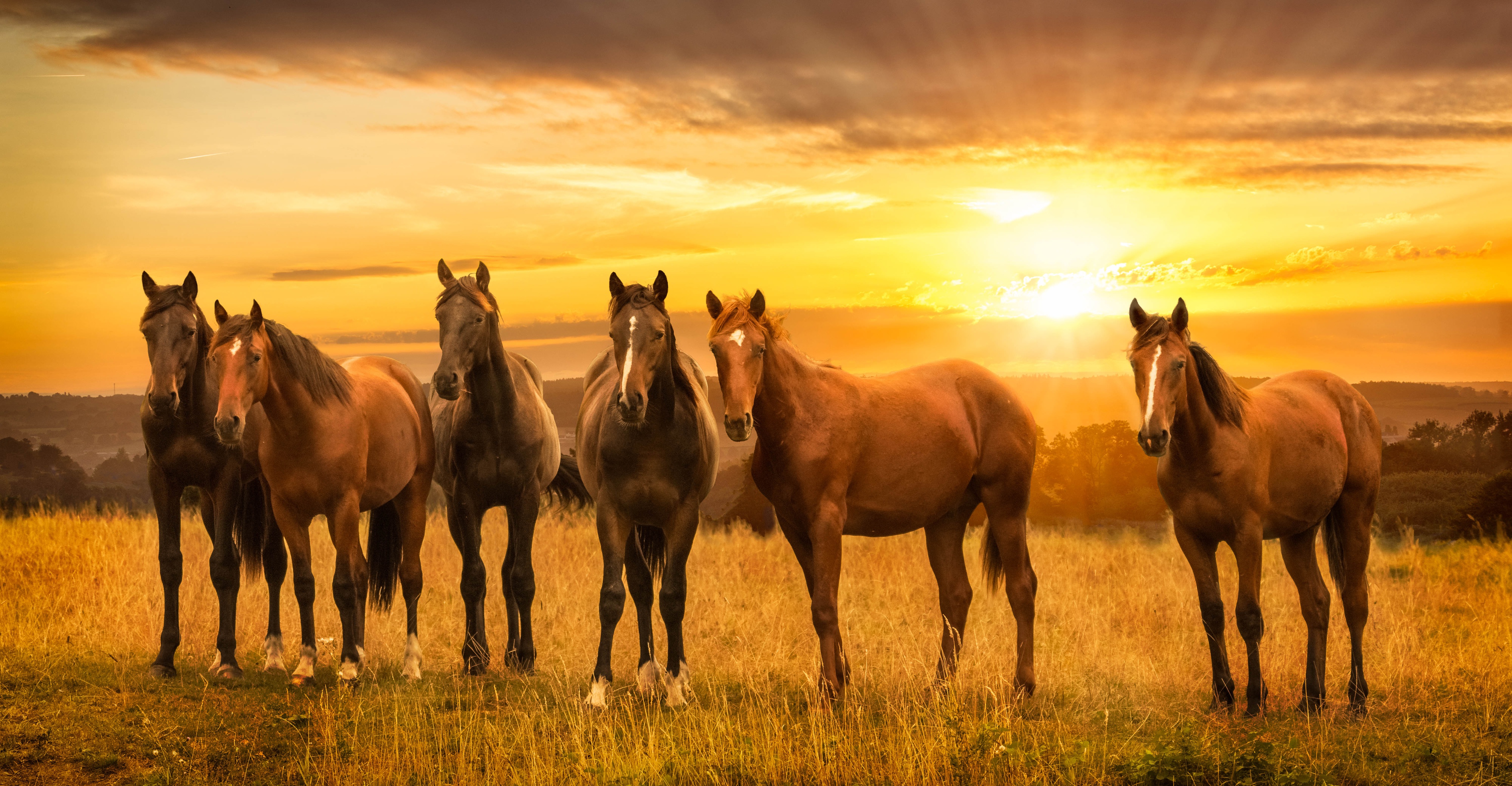 картинки 4 лошадей