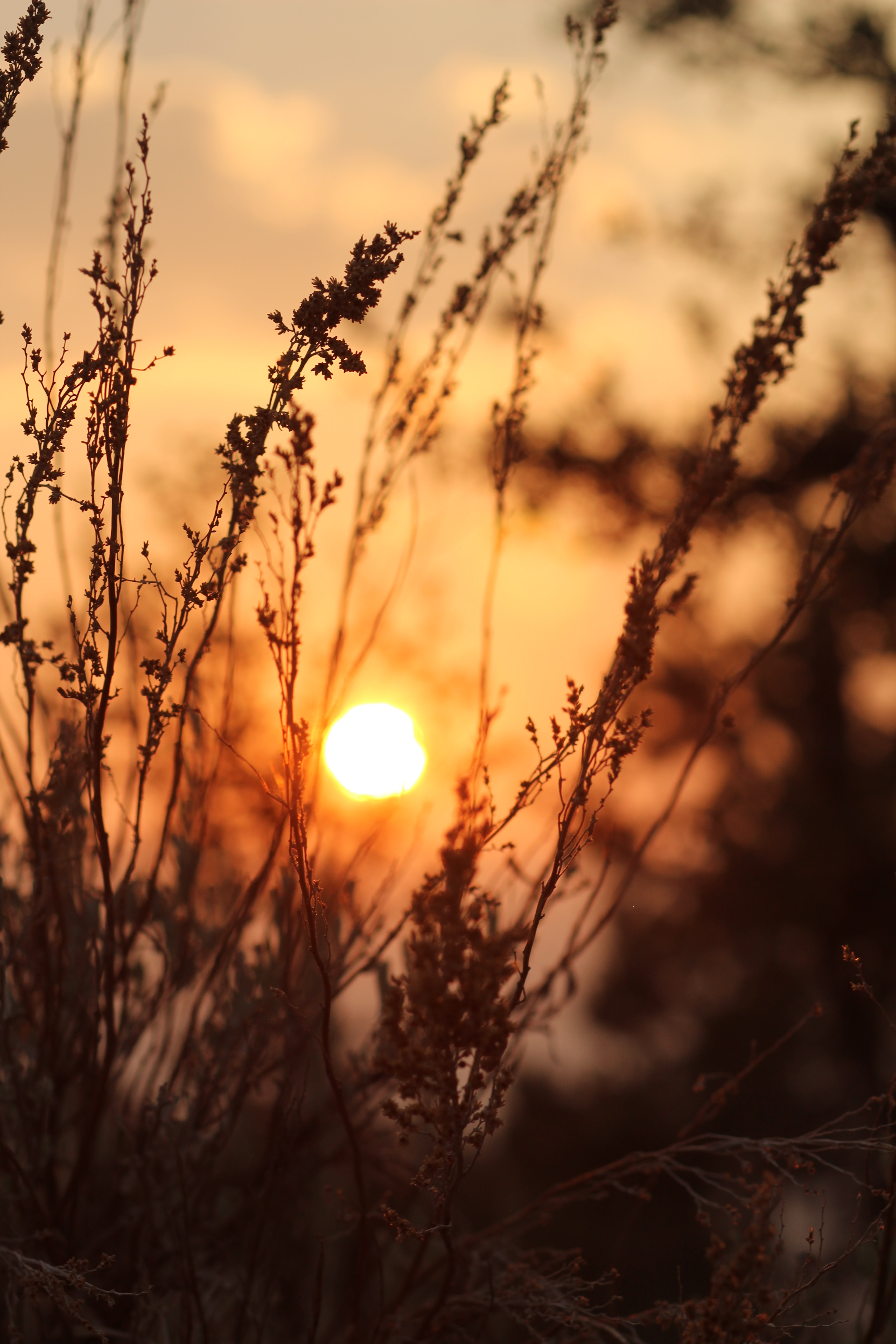 Free download wallpaper Sunset, Grass, Bush, Nature, Sun on your PC desktop