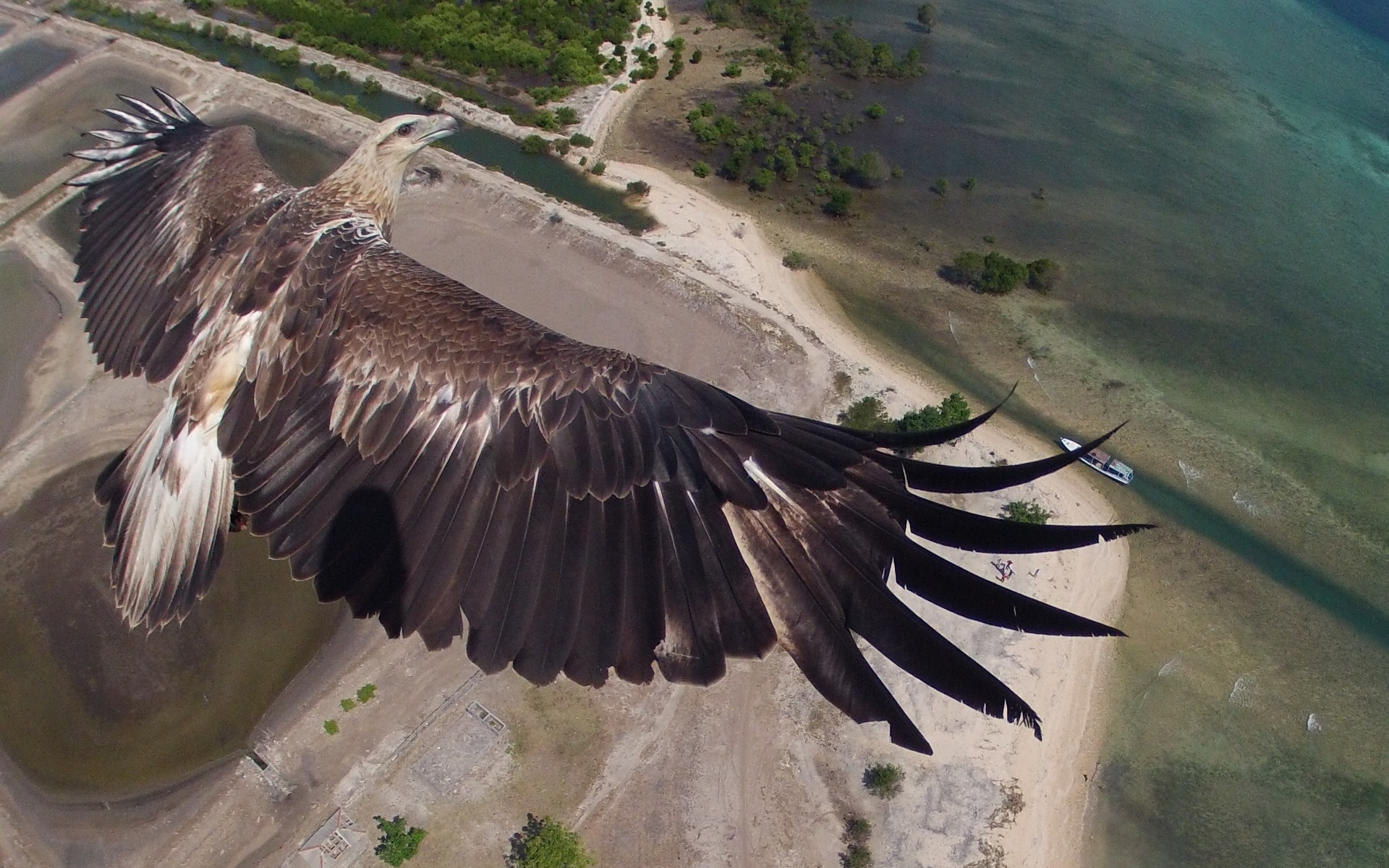 Размах крыльев орла