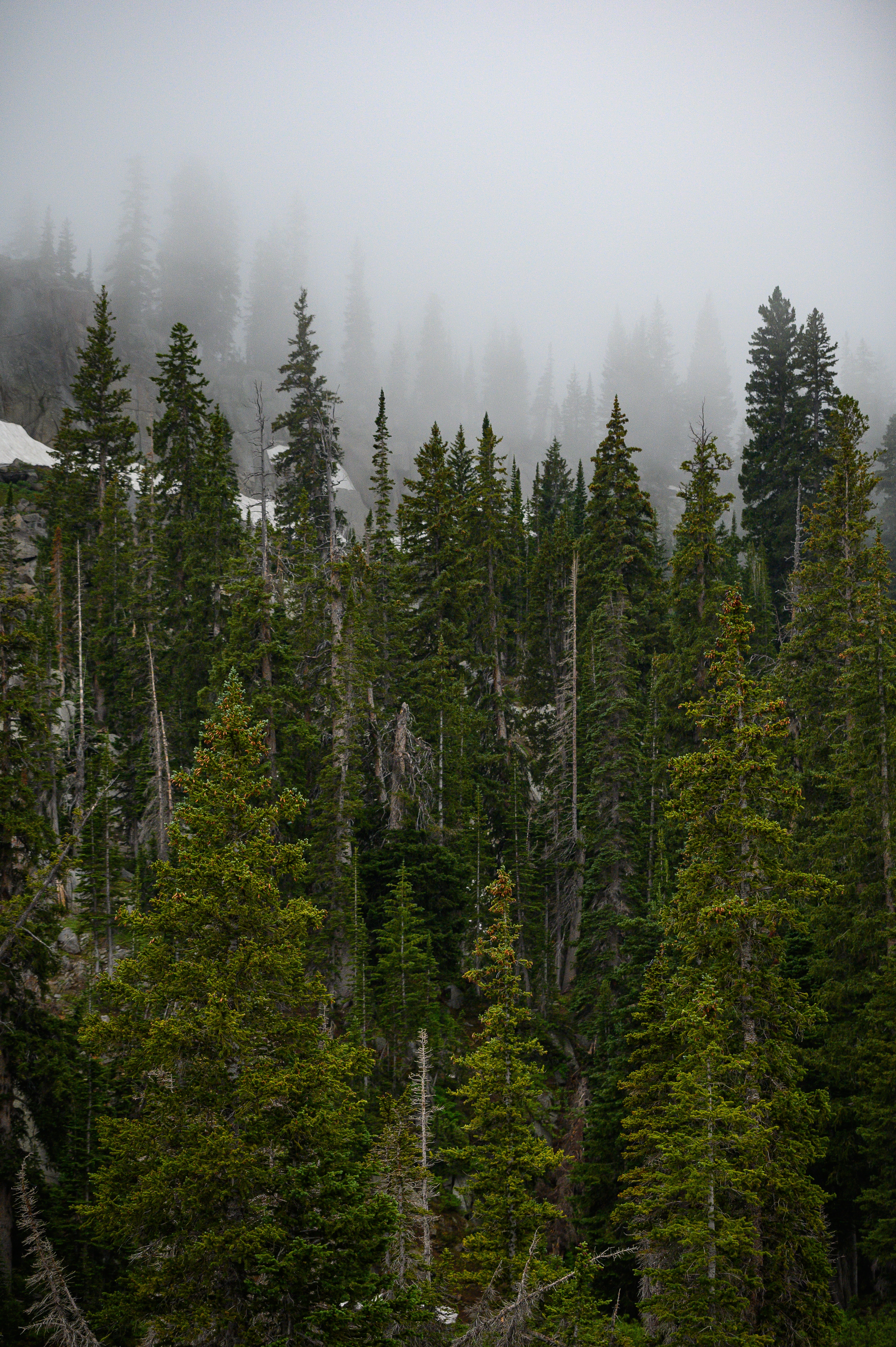 80538 скачать картинку природа, деревья, сосны, лес, туман, верхушки - обои и заставки бесплатно