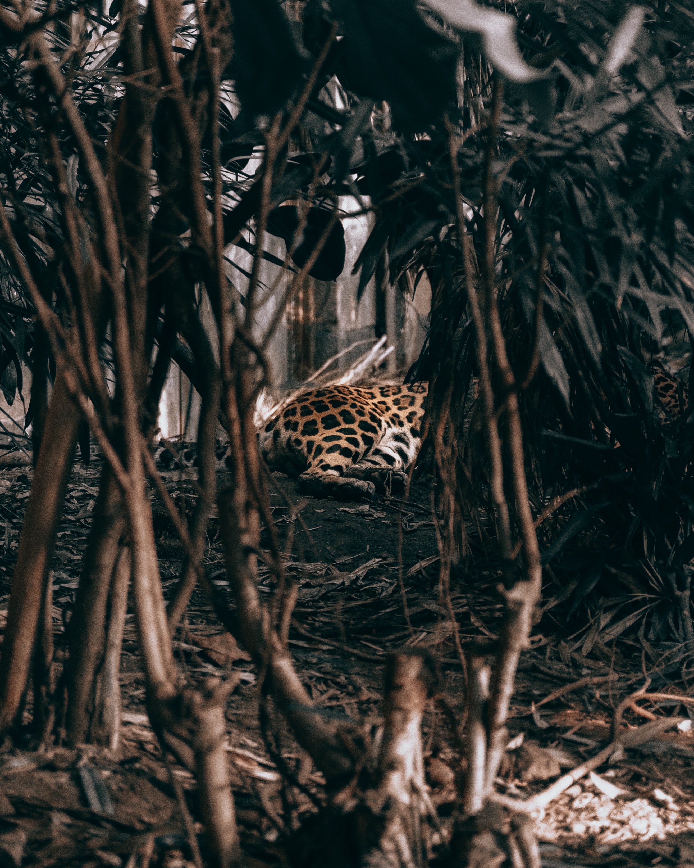 Download mobile wallpaper Jungle, Bush, Animals, Leopard, Predator for free.