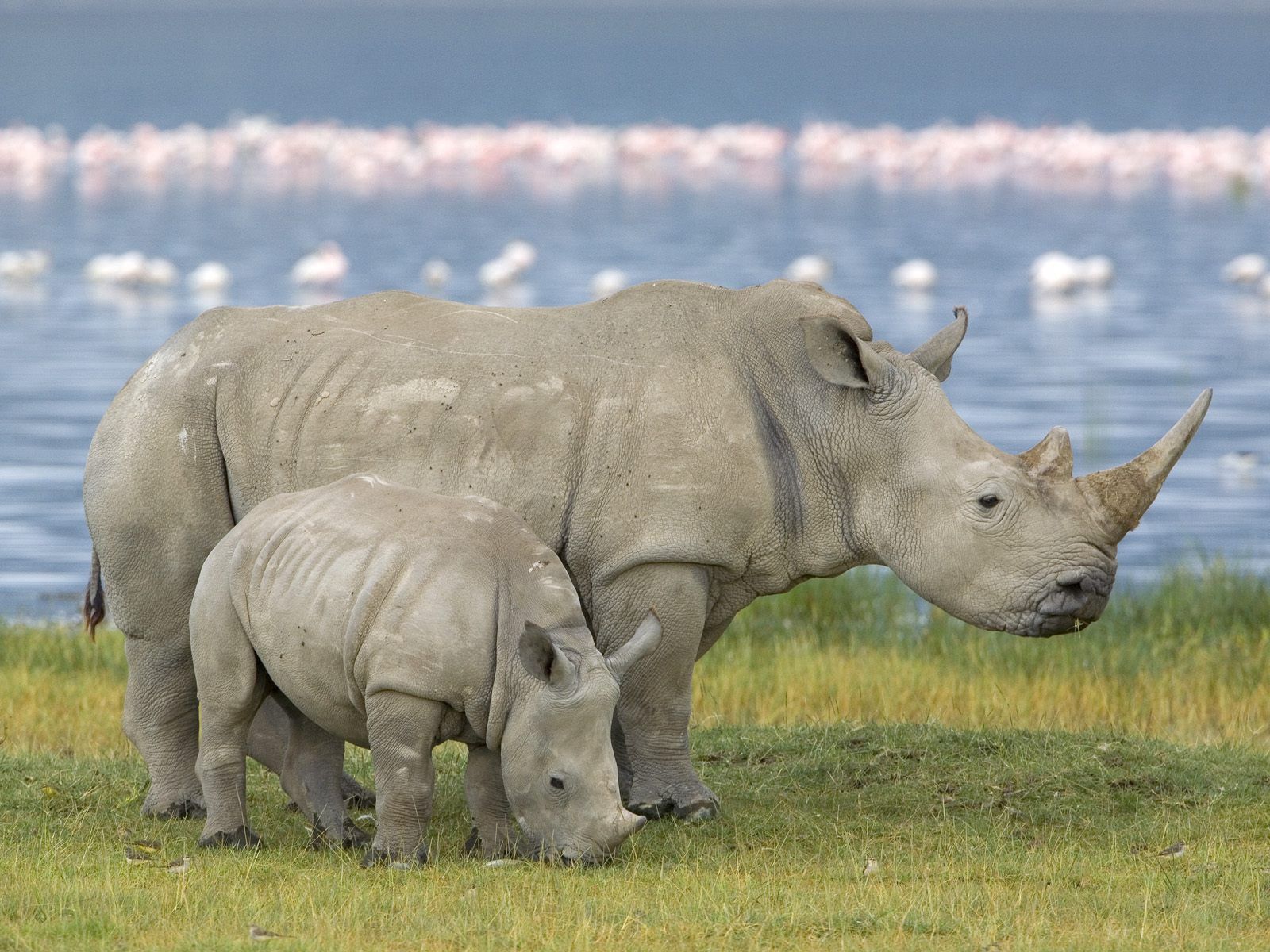 rhinoceros, animals, young, field, family, joey