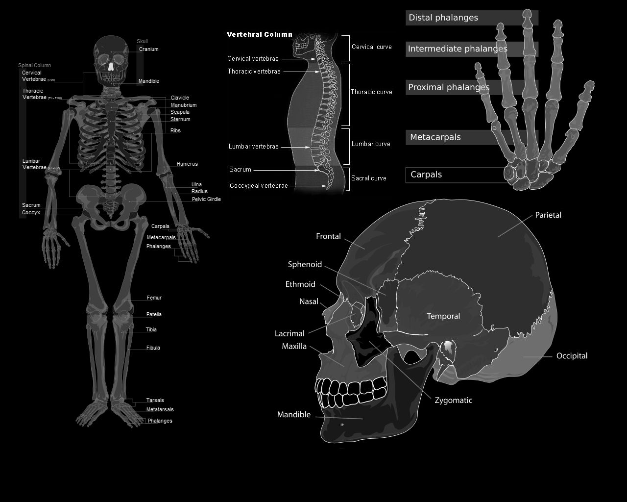 human anatomy wallpaper