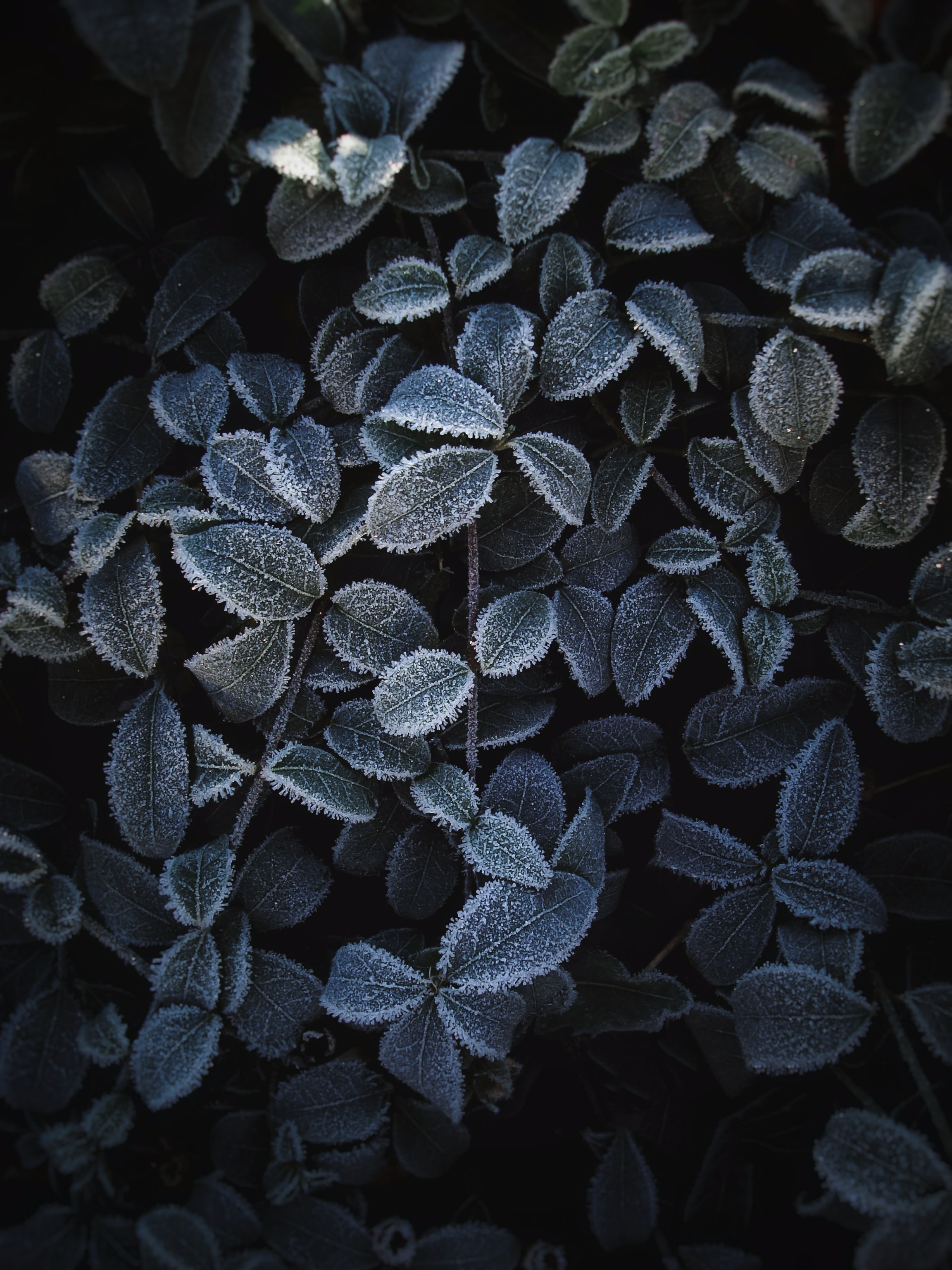 frost, leaves, plant, macro, hoarfrost