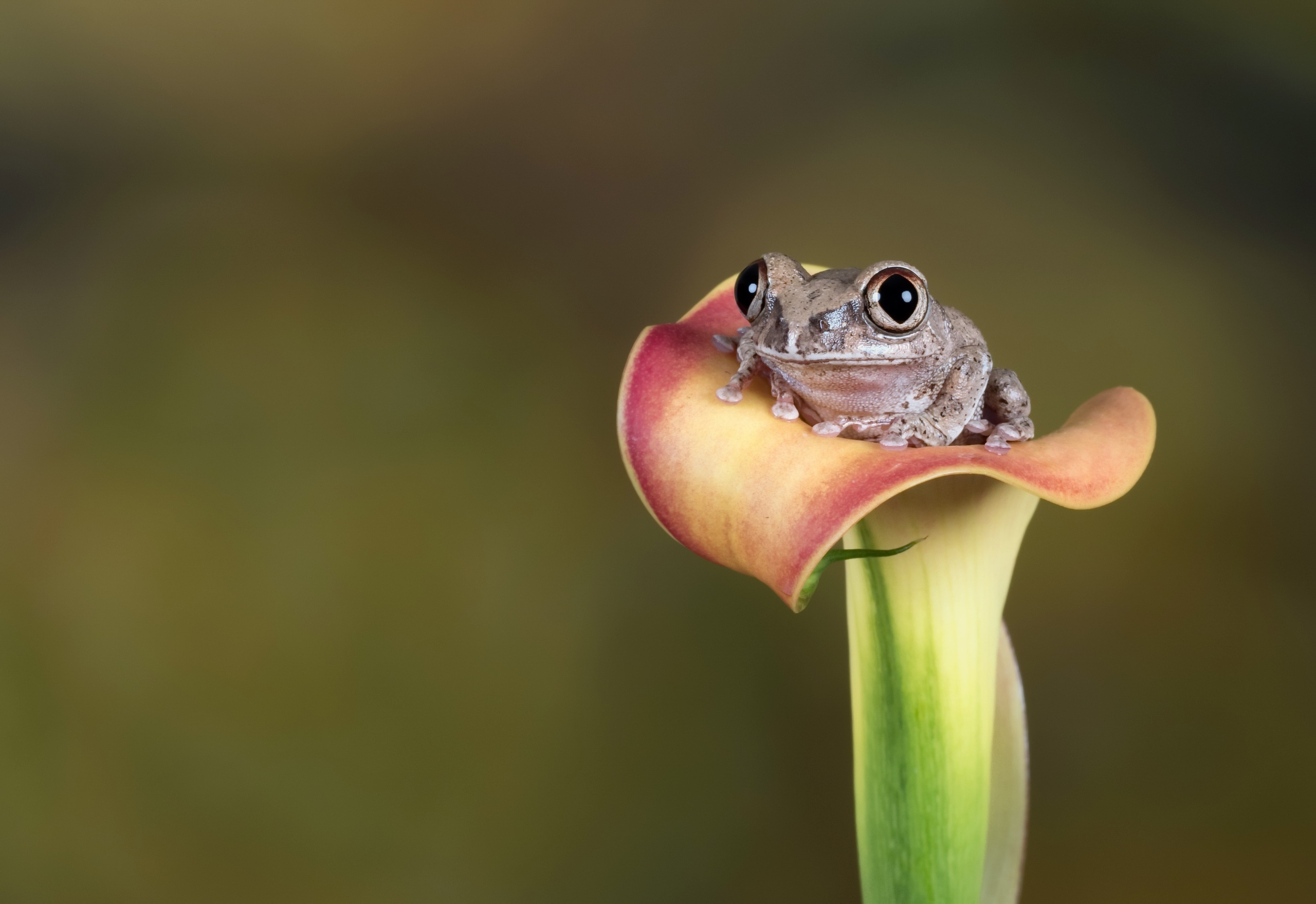 frog, animal, amphibian, calla lily, flower, frogs