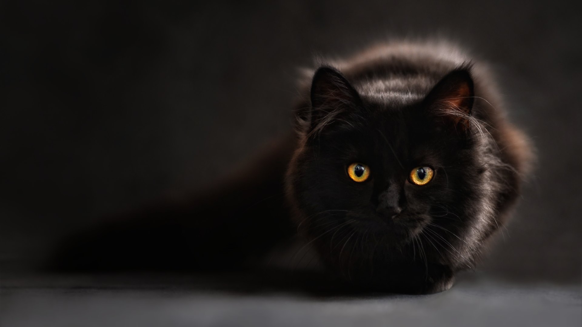 Бирманская кошка черная