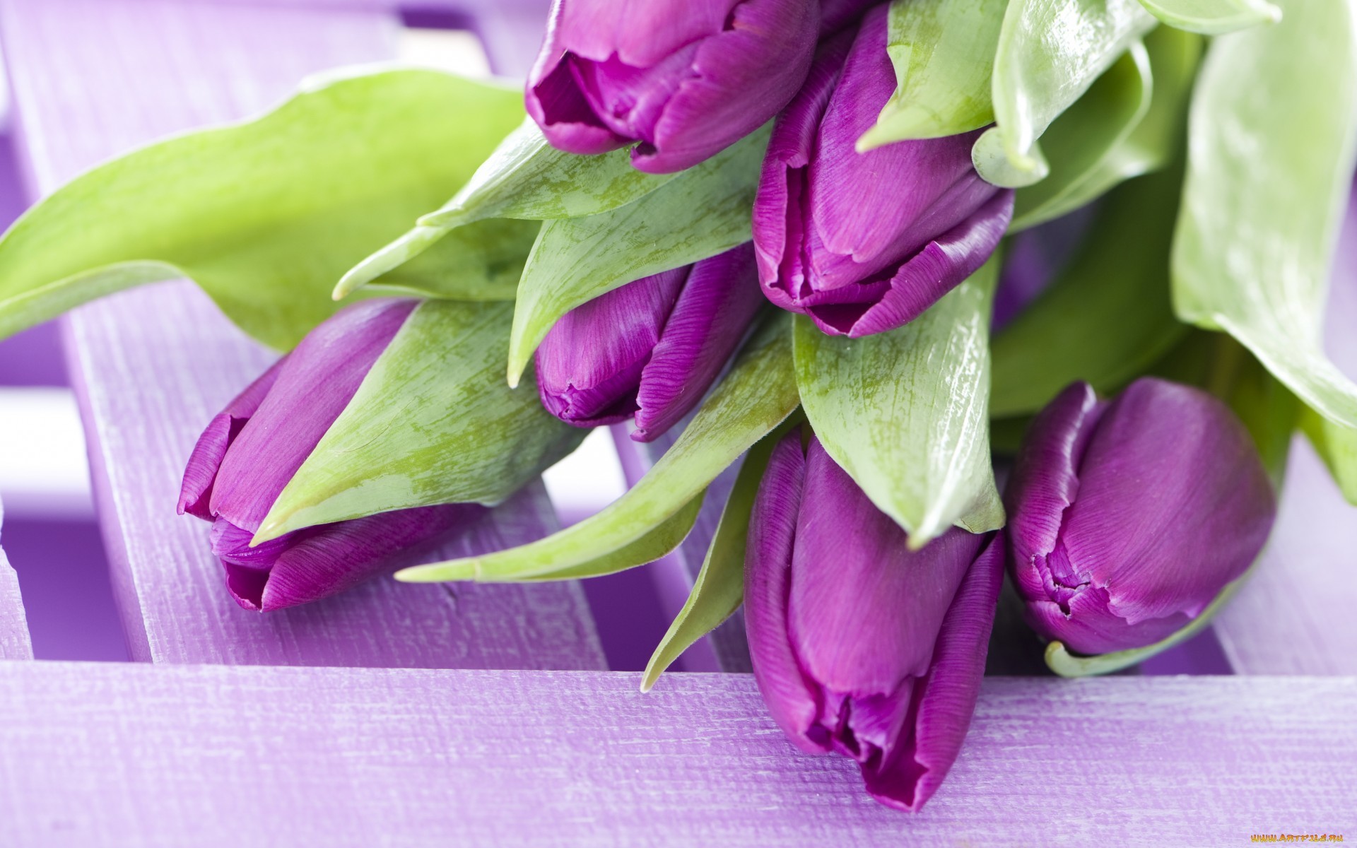 17681 завантажити шпалери тюльпани, рослини, квіти, фіолетовий - заставки і картинки безкоштовно